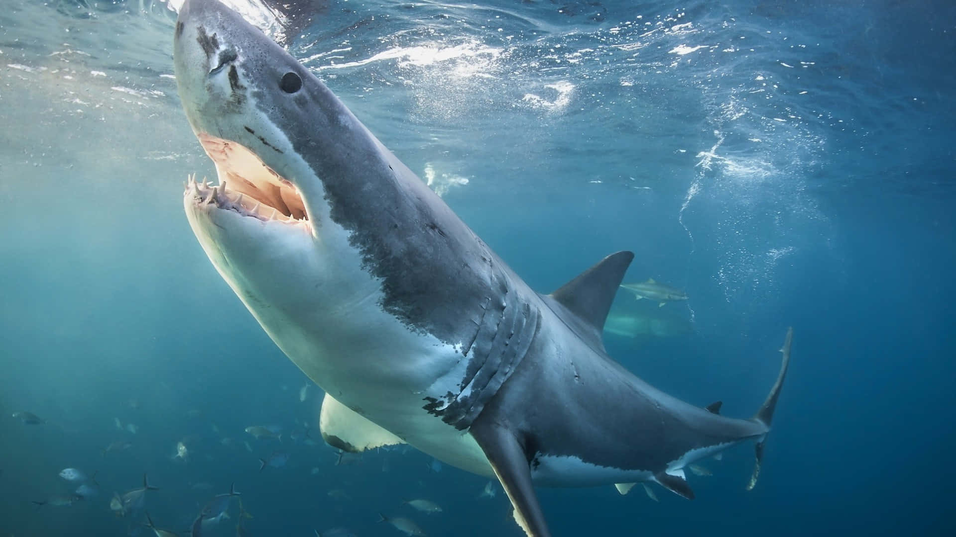 Eingroßer Weißer Hai Schwimmt Im Ozean.