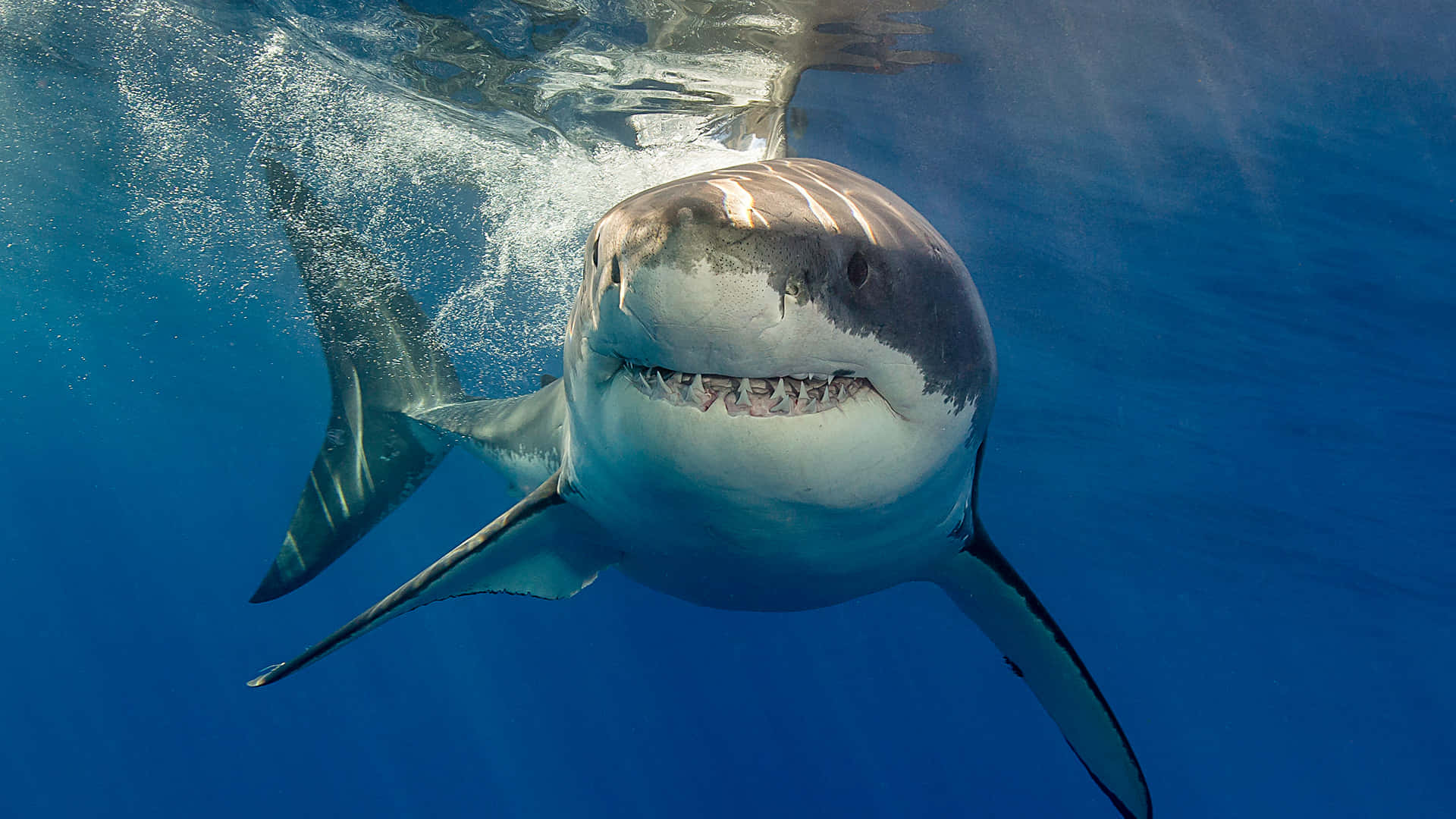 Majestic Great White Shark In The Deep Blue Sea