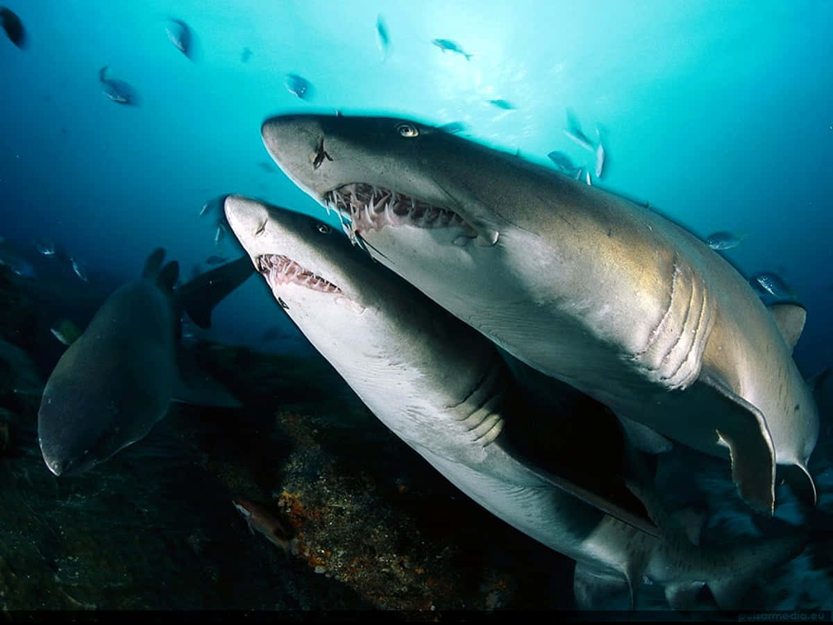 Udforsk dybderne af havet med en Stor Hvid Shark.