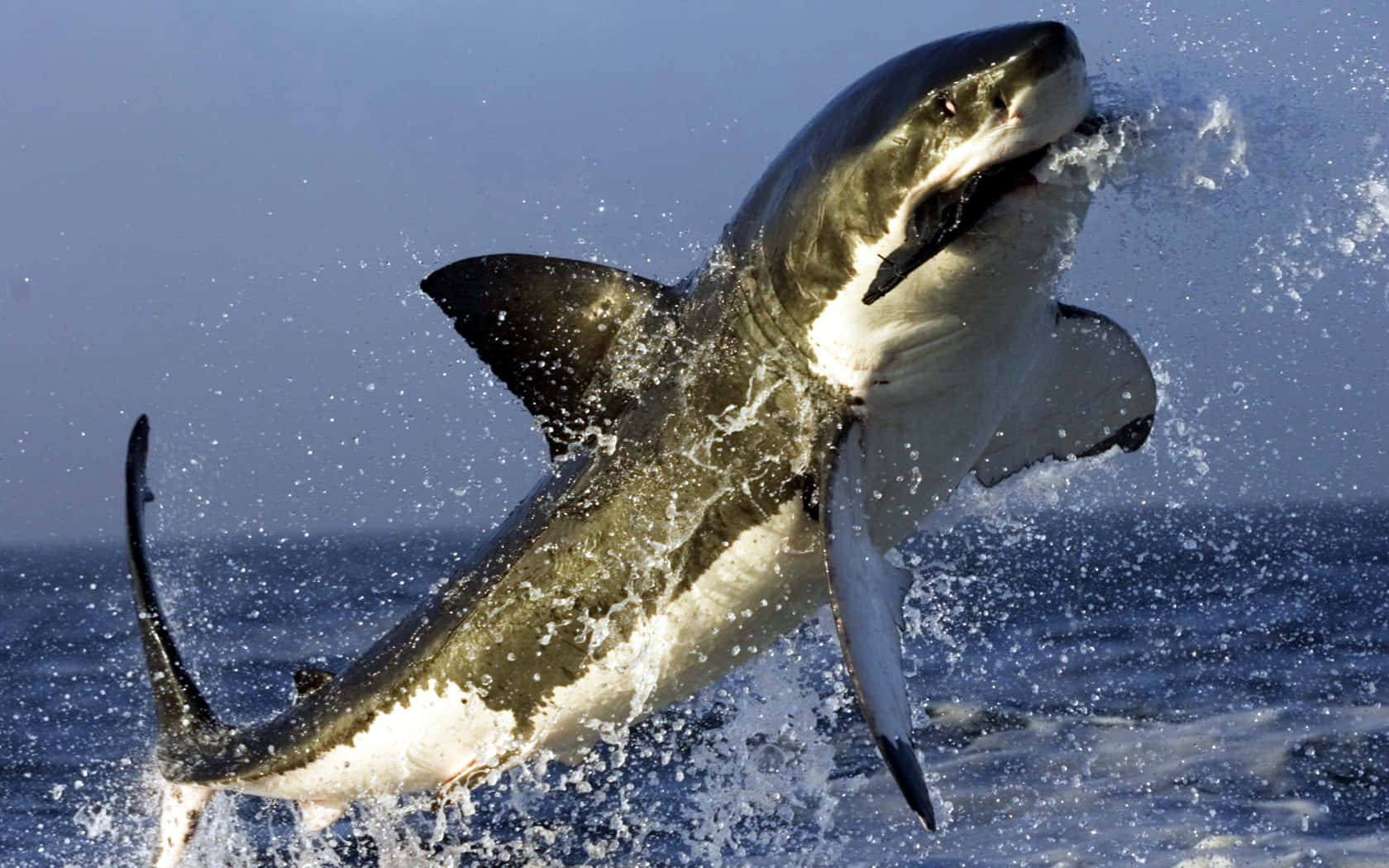 Eingroßer Weißer Hai Zeigt Seine Stärke Und Muskulatur Im Tiefblauen Meer.
