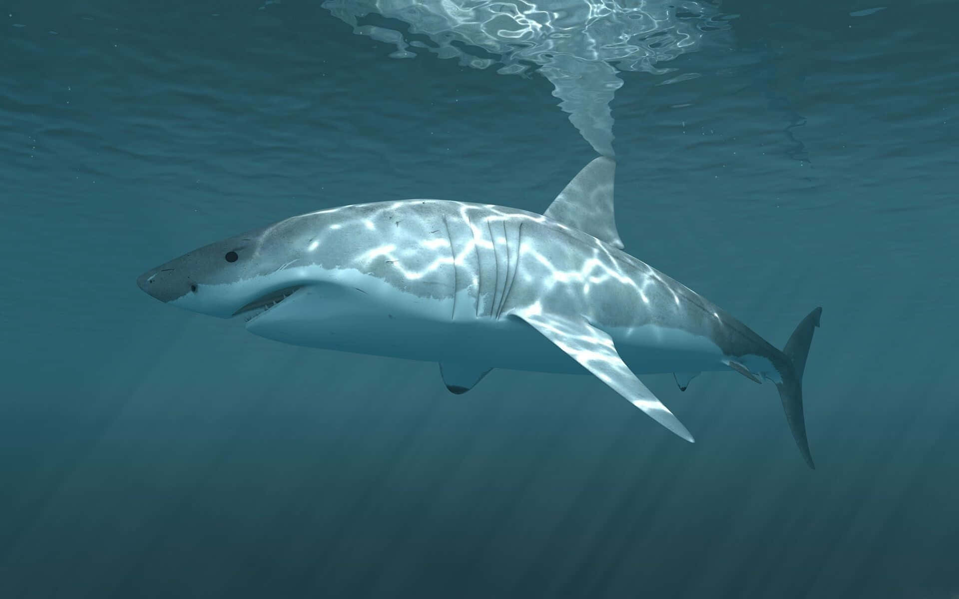 Et tæt på et stort hvidt haj under vandet