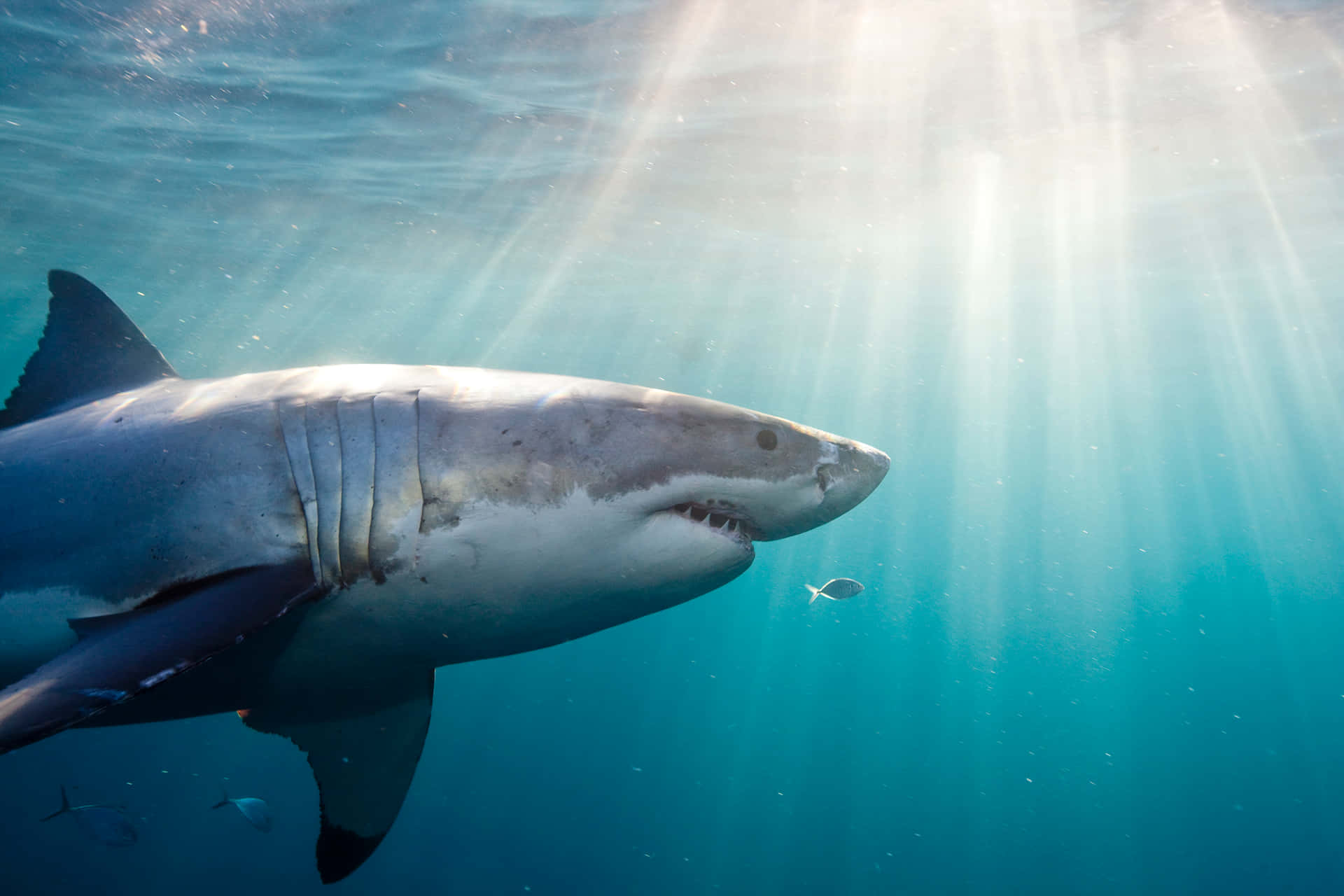 An intimidating but majestic great white shark
