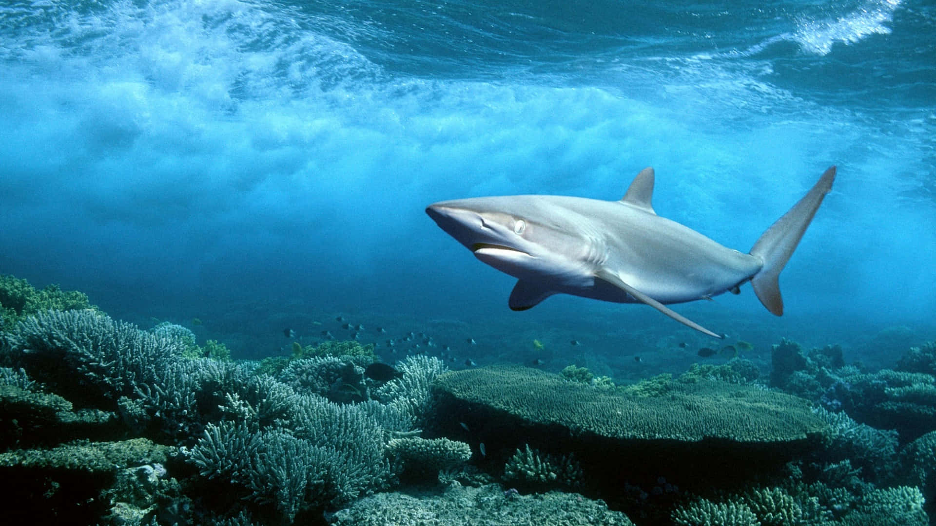Eingroßer Weißer Hai Schwimmt Unter Dem Meer.
