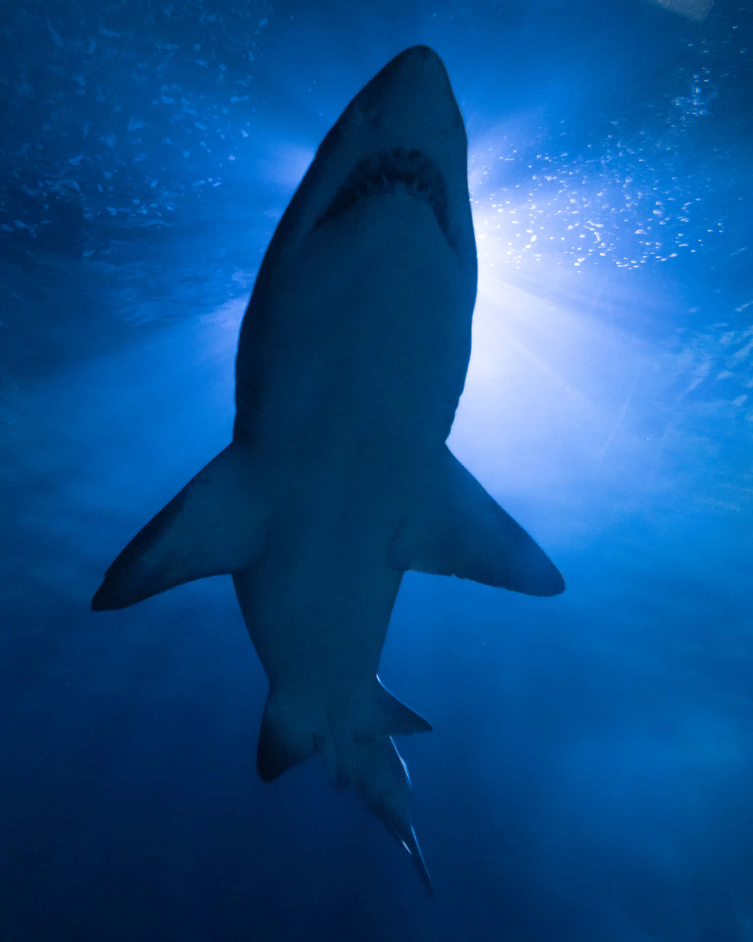 "One of Nature's Magnificent Creatures - The Great White Shark"