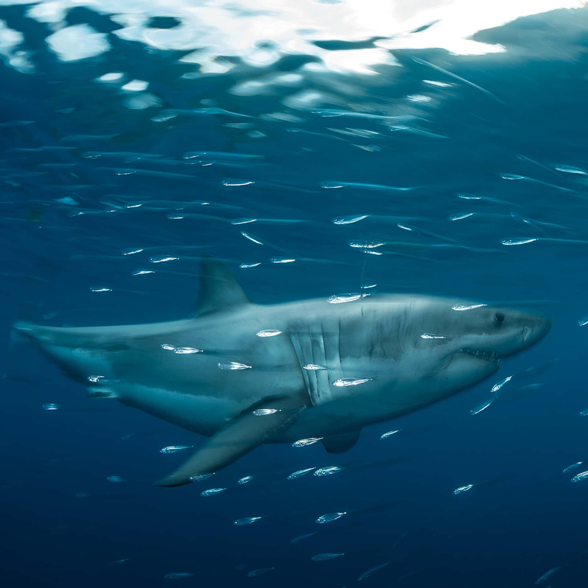 Ungran Tiburón Blanco Nadando Junto A Un Barco.