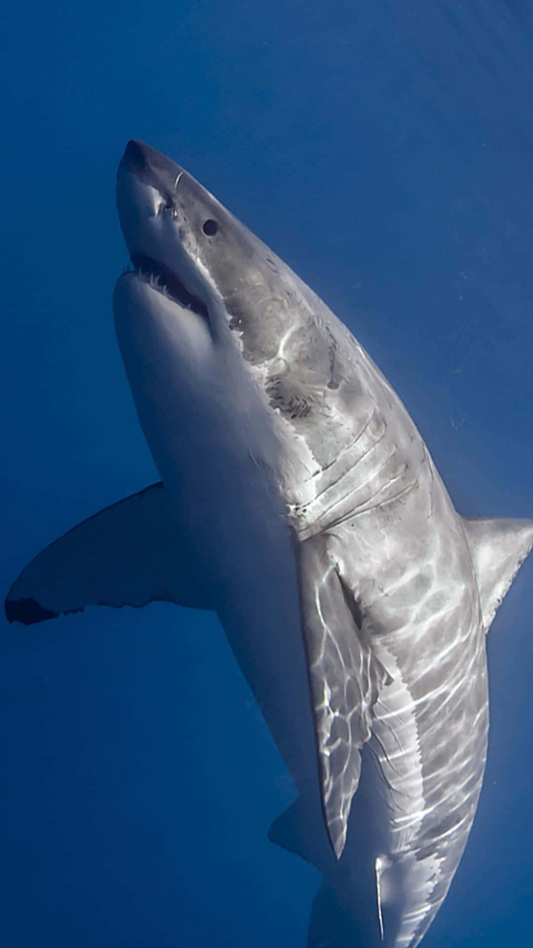 Unprimer Plano De Un Tiburón Blanco Nadando En Su Hábitat Natural.