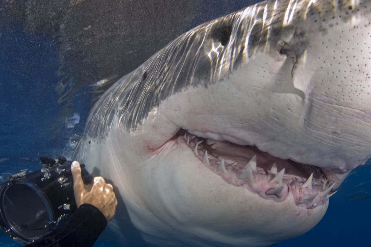 A menacing Great White Shark lurks in the depths of the ocean