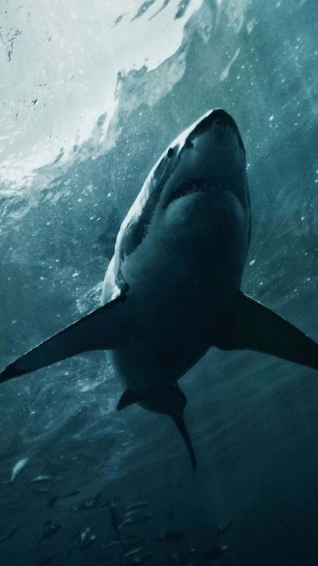 Eingroßer Weißer Hai, Der Durch Die Tiefen Des Ozeans Schwimmt.