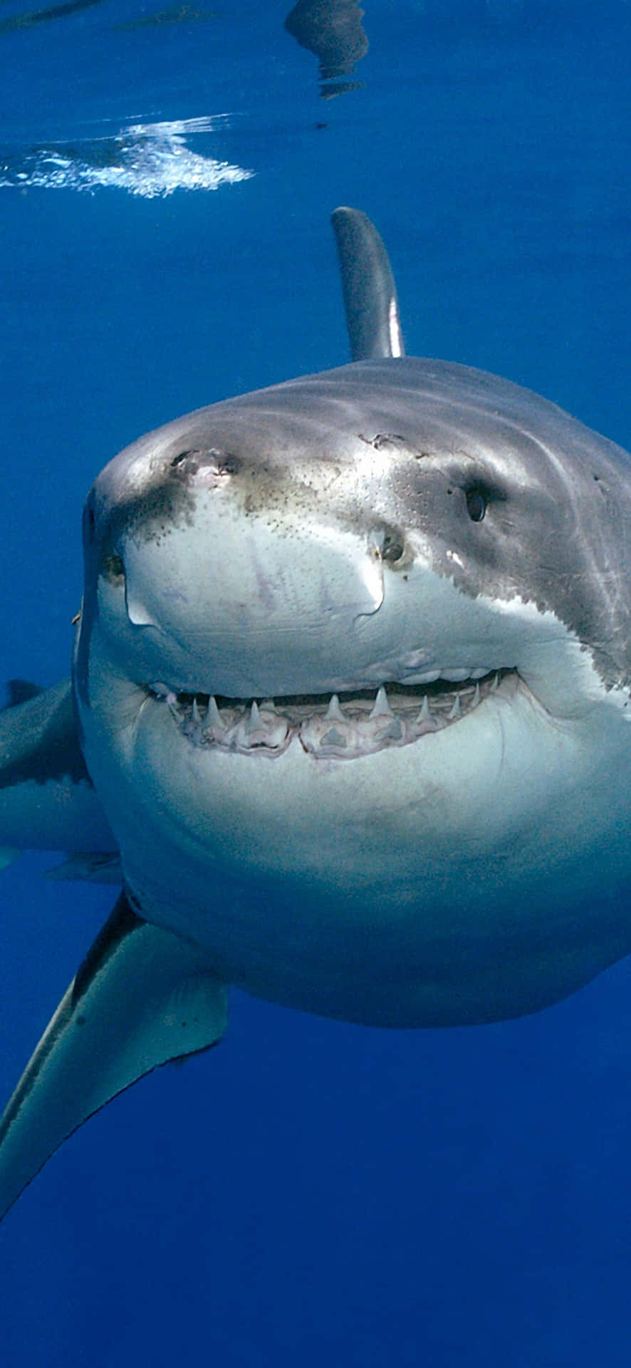 Umgrande Tubarão Branco Está Nadando No Oceano.