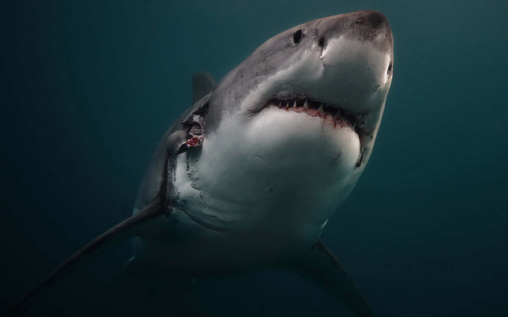 Wirfeinen Blick In Die Unterwasserwelt Der Großen Weißen Haie