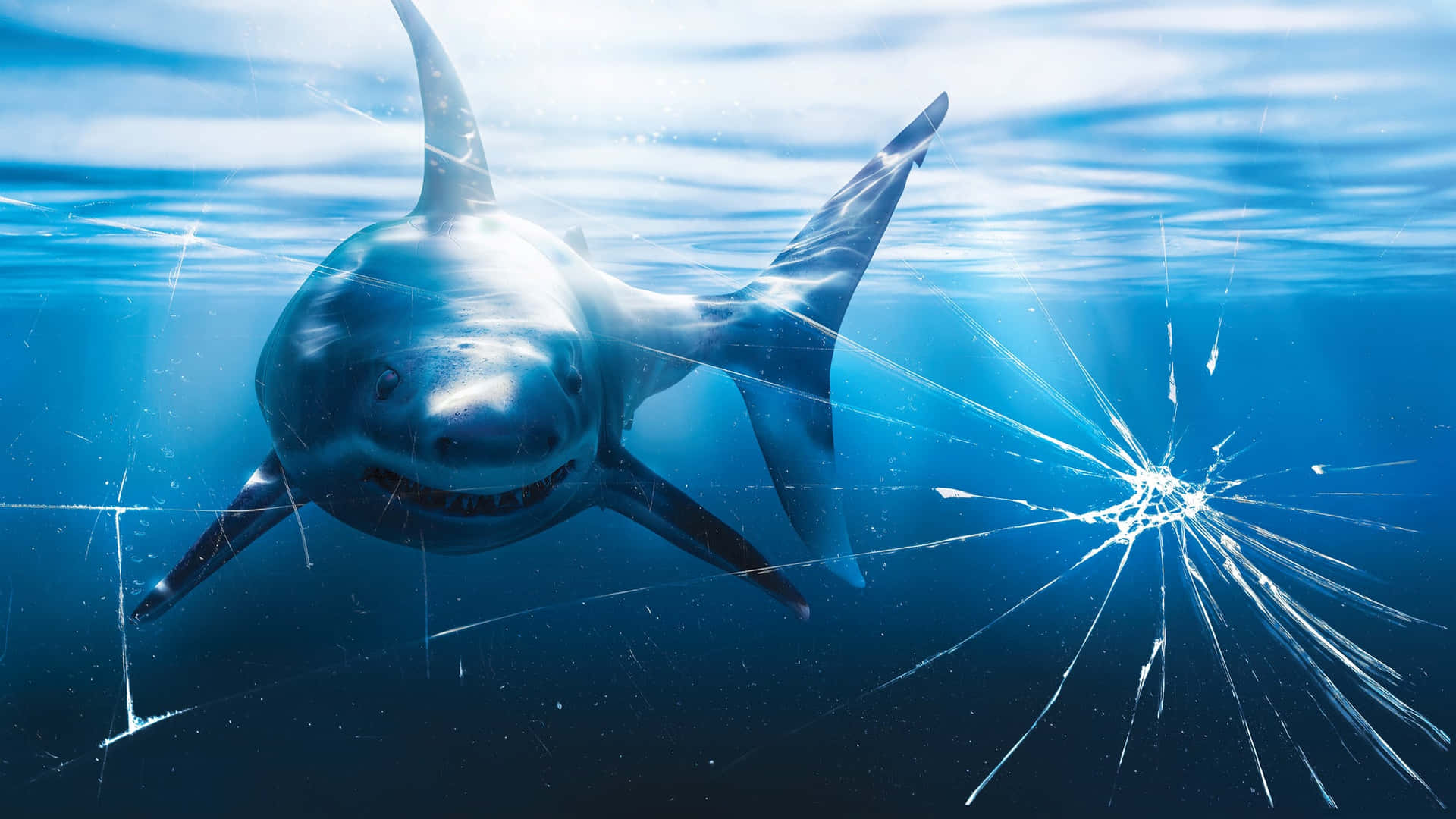 Ungran Tiburón Blanco Visto Frente A La Costa De Australia