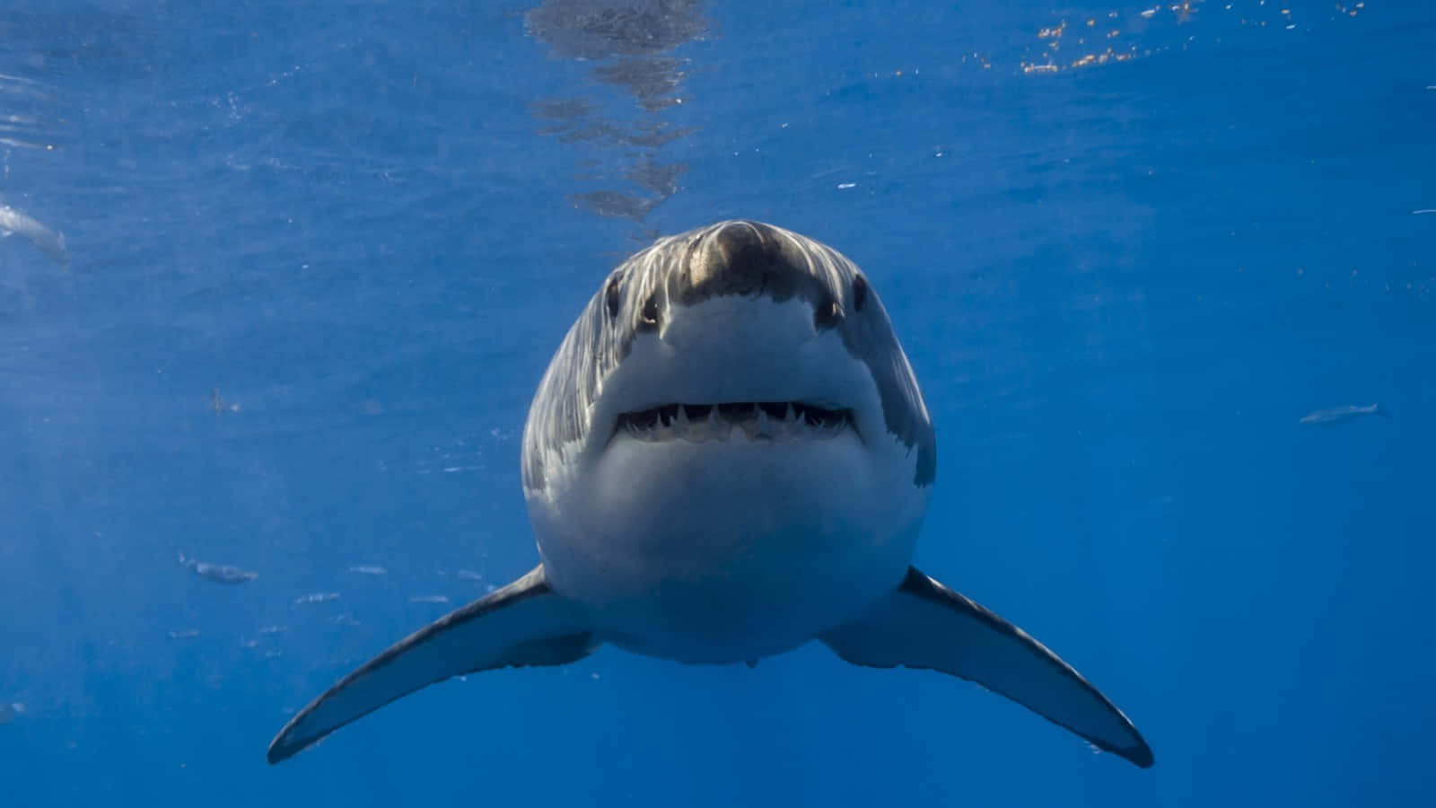 "The majestic Great White Shark"