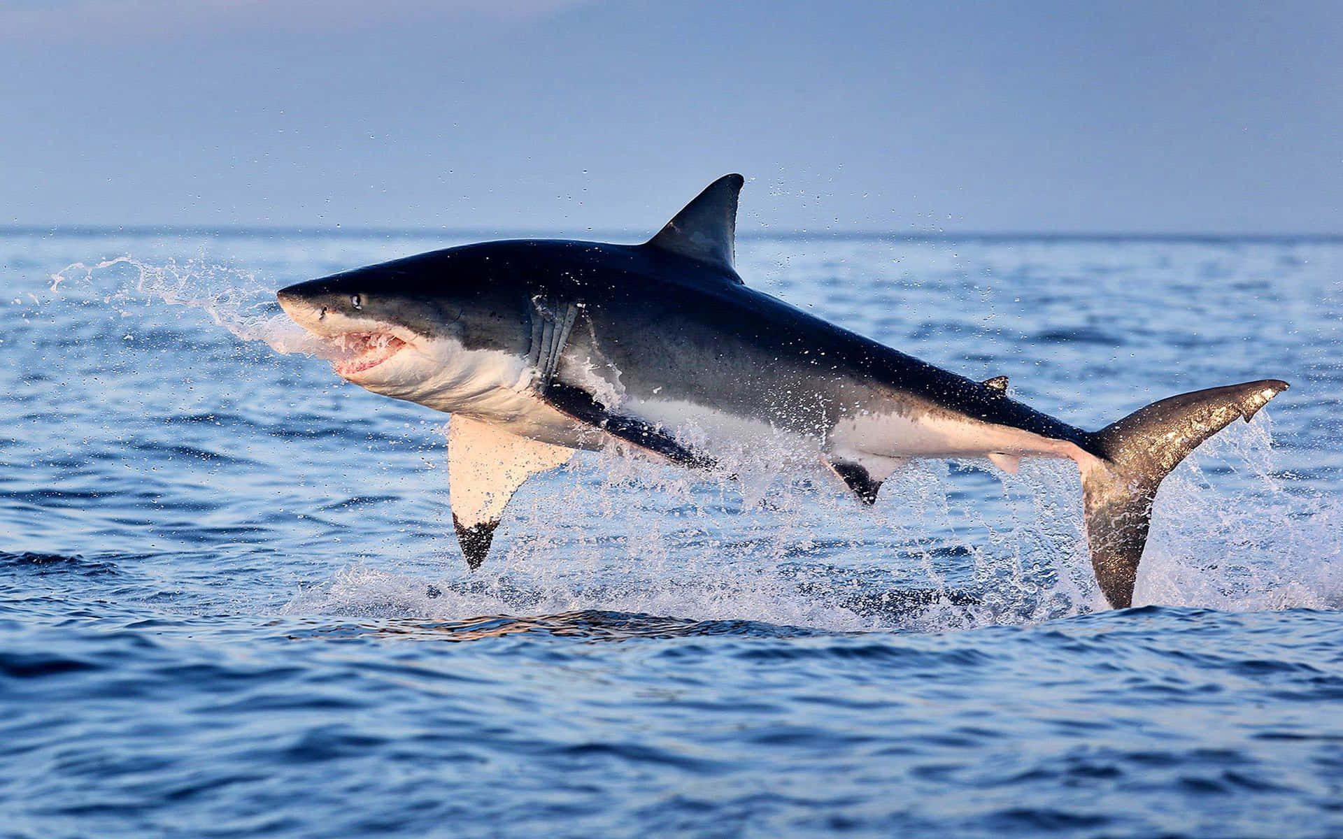 Ungran Tiburón Blanco Fotografiado Frente A La Costa De Sudáfrica