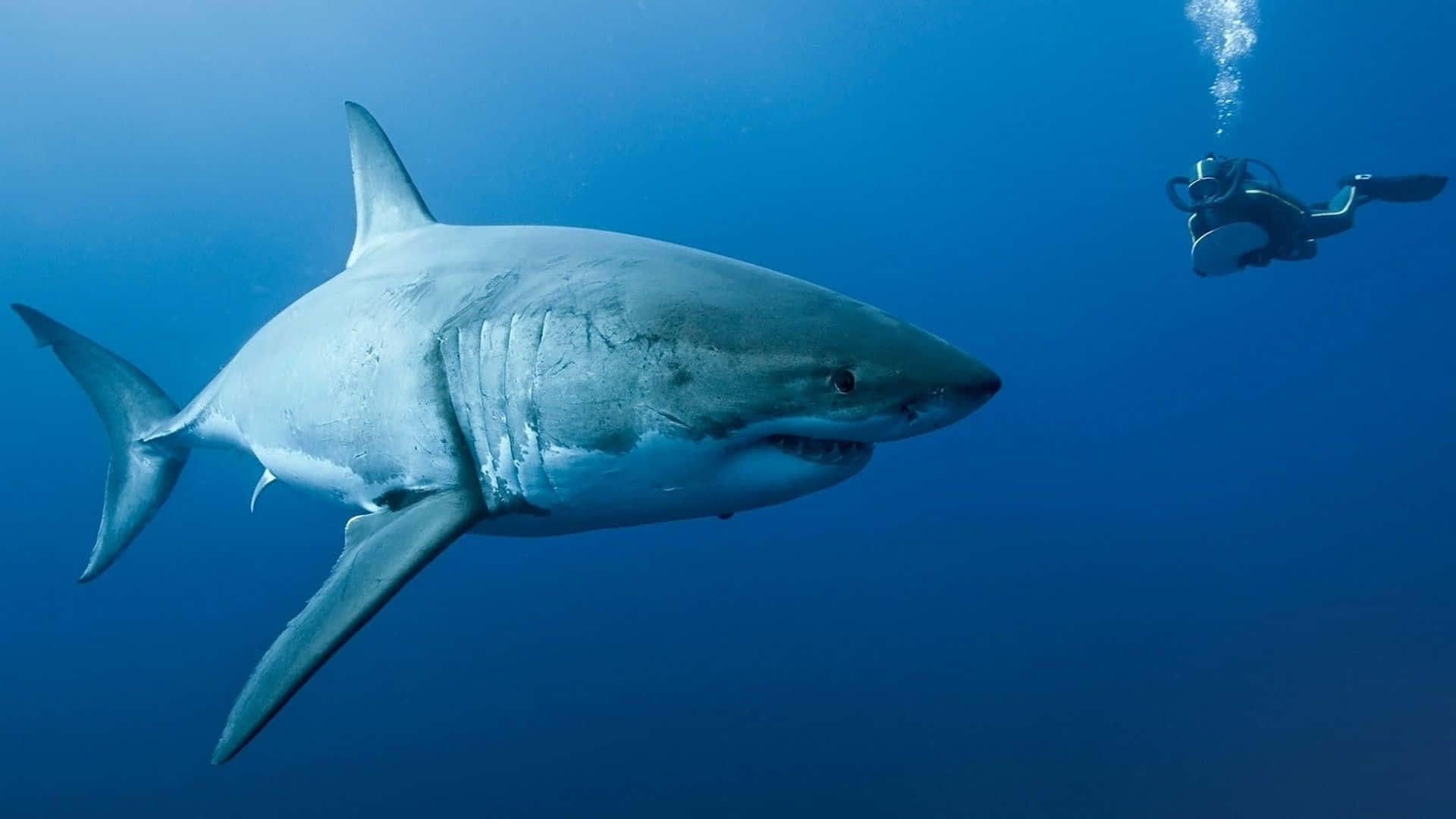 A Diver Is Swimming Next To A Great White Shark
