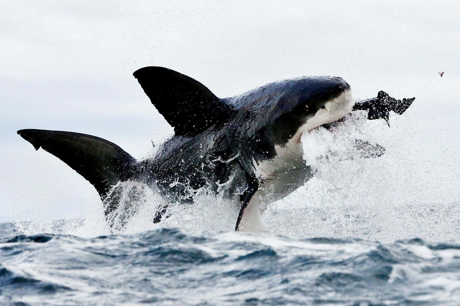 Great White Shark in Oceangoing Adventure