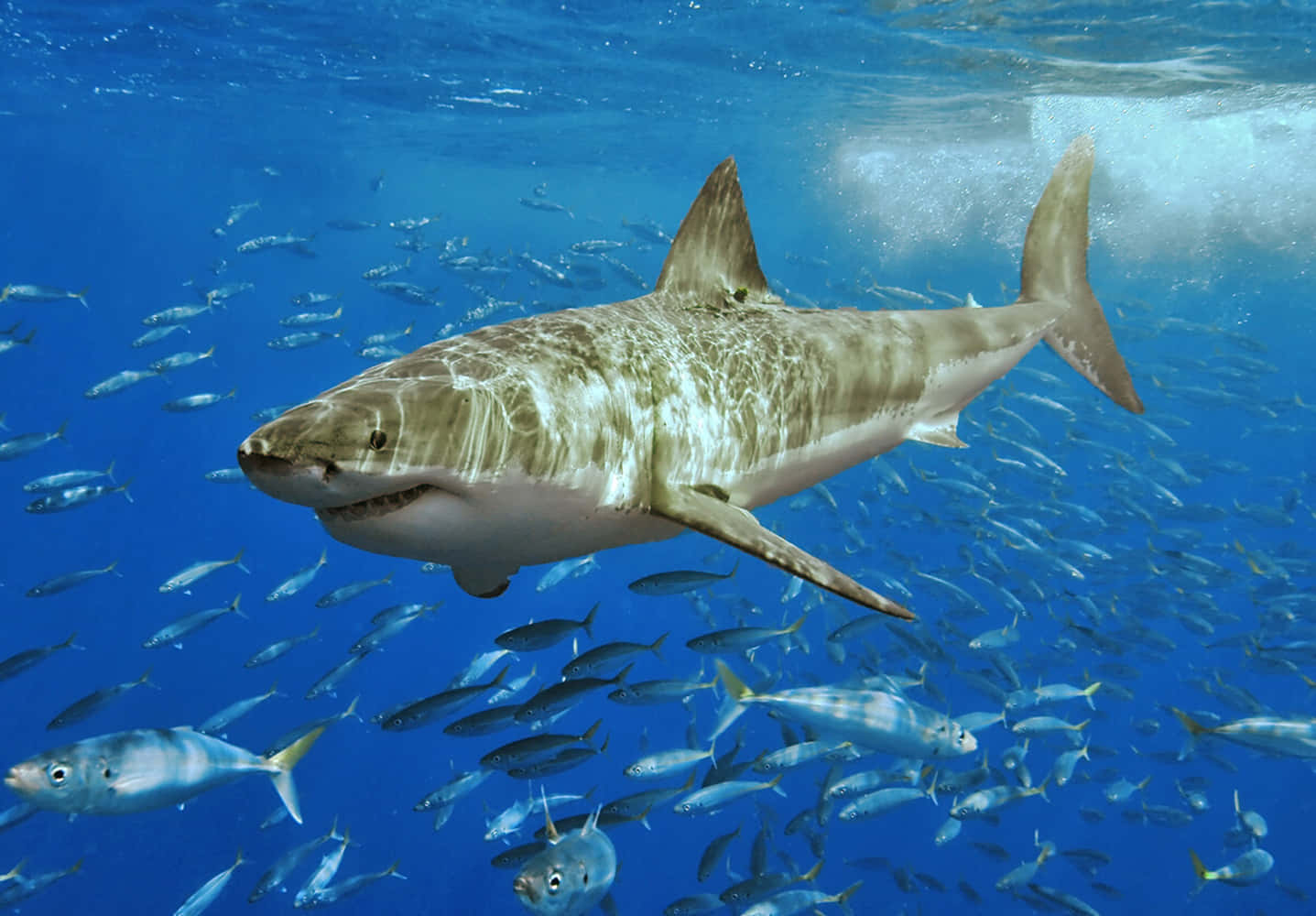 Great White Shark Showing its Sheer Size