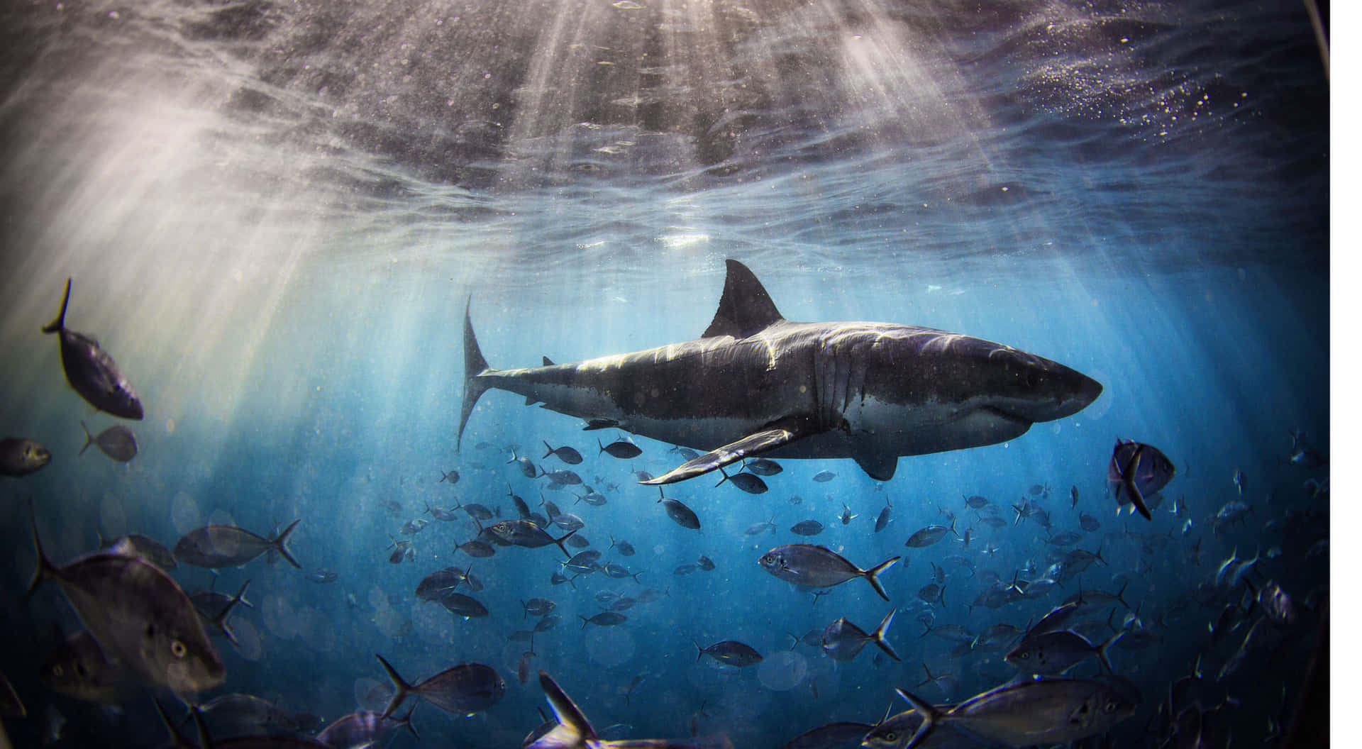 Download Great_ White_ Shark_ Underwater_ Majesty.jpg Wallpaper ...