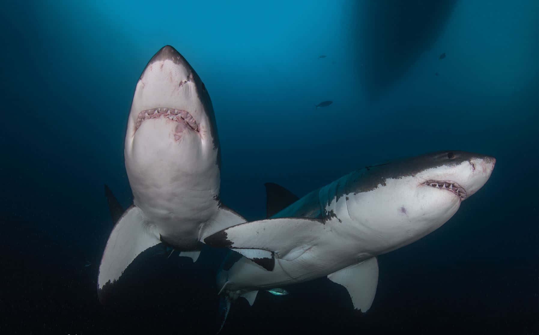 Great_ White_ Sharks_ Underwater Wallpaper