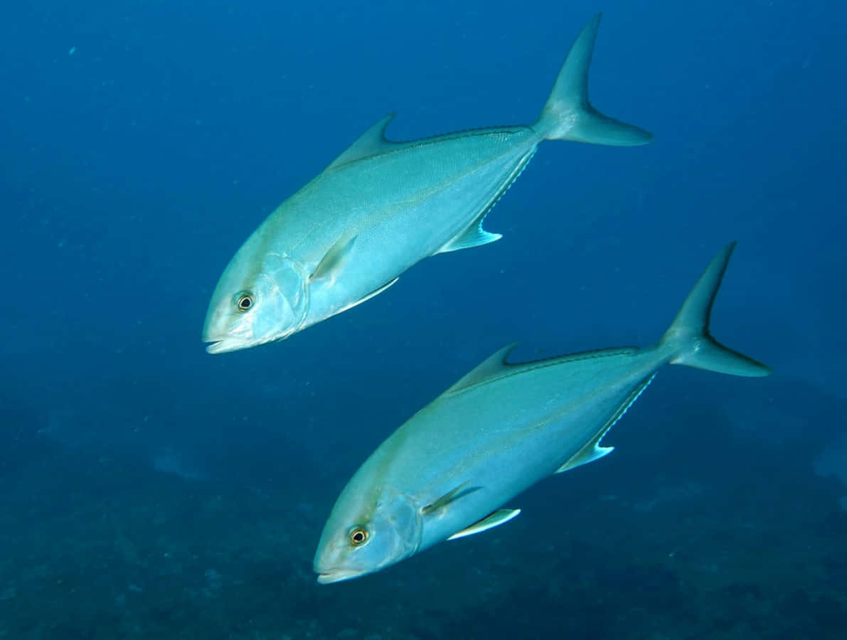 Pasangan Greater Amberjack Berenang Di Bawah Air Wallpaper