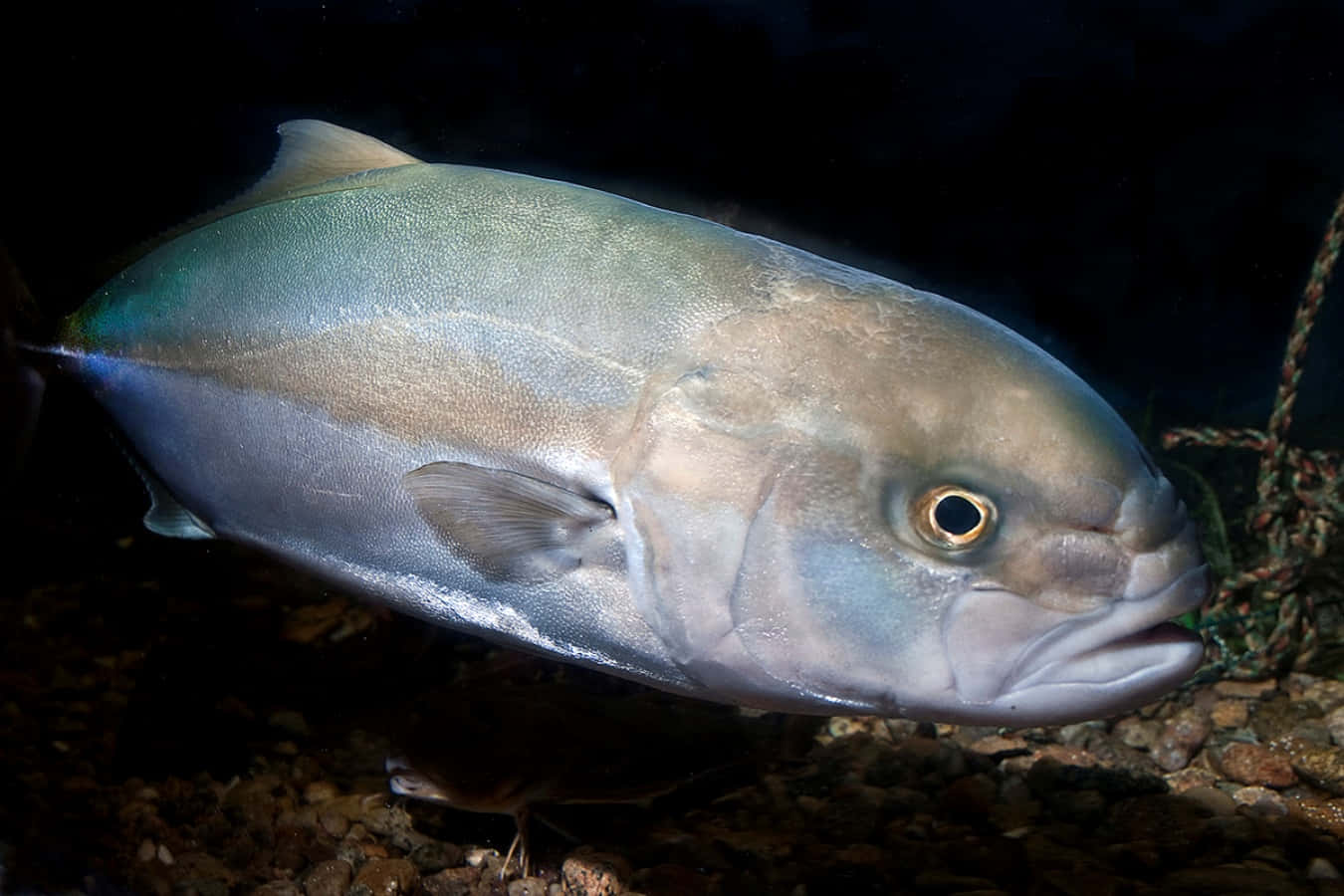 Greater Amberjack Side View Wallpaper