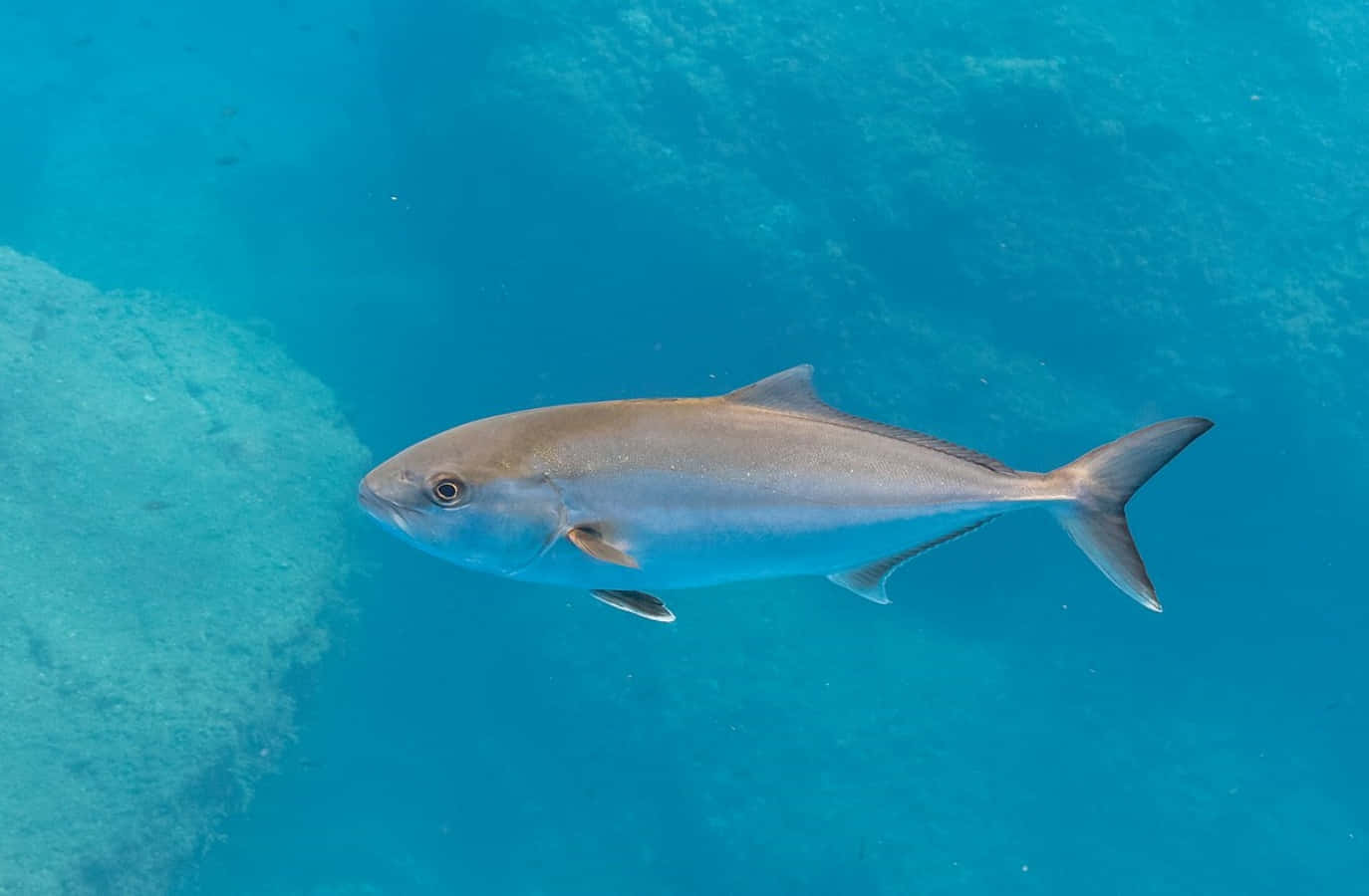 Greater Amberjackin Blue Waters Wallpaper