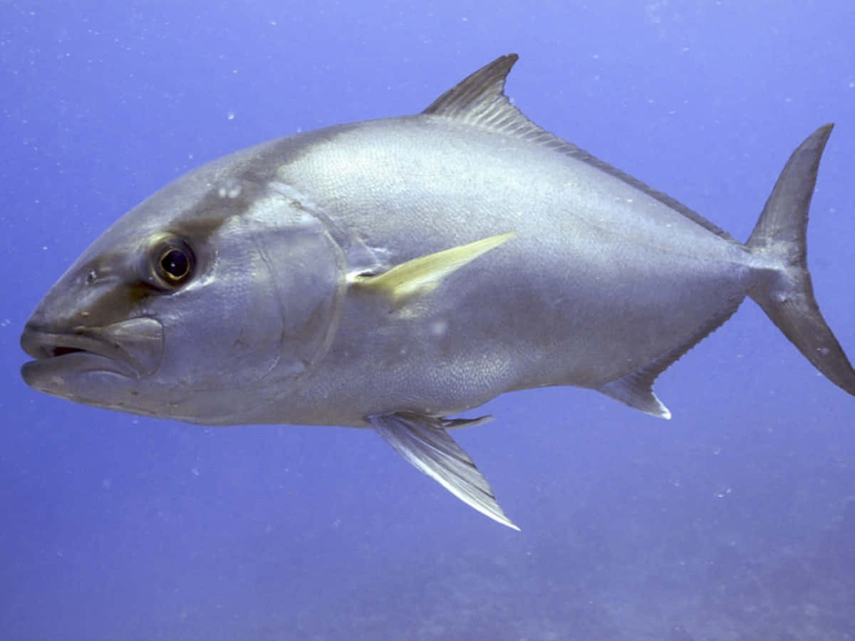 Greater Amberjack Di Air Biru Wallpaper