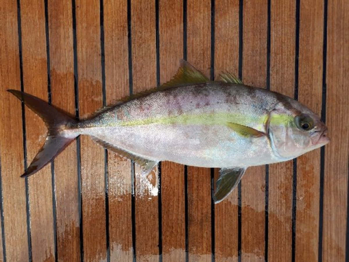 Ikan Amberjack Besar Di Dek Kayu.jpg Wallpaper