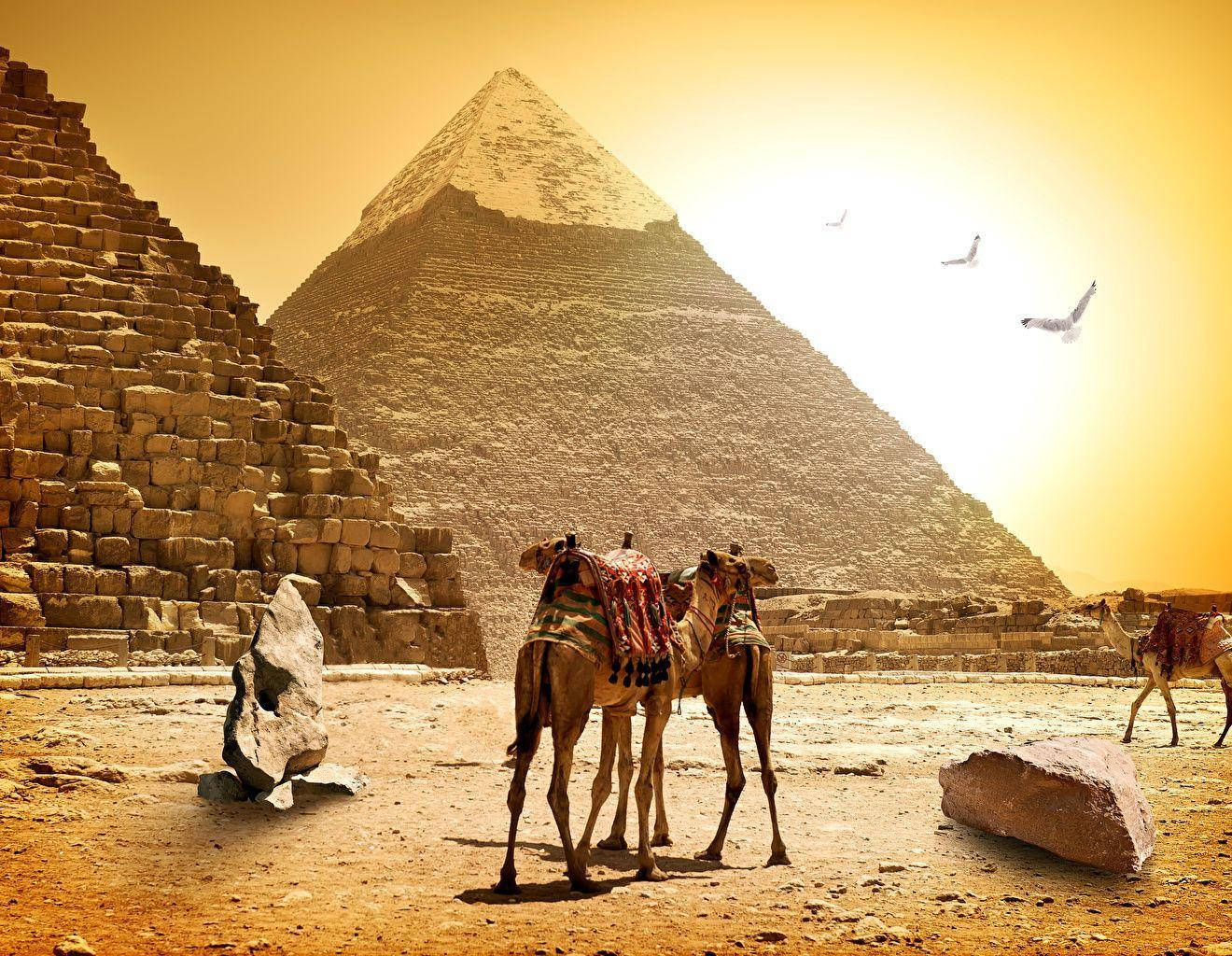 Majestic Pyramids and Resilient Camels in the Heart of Greater Cairo Wallpaper