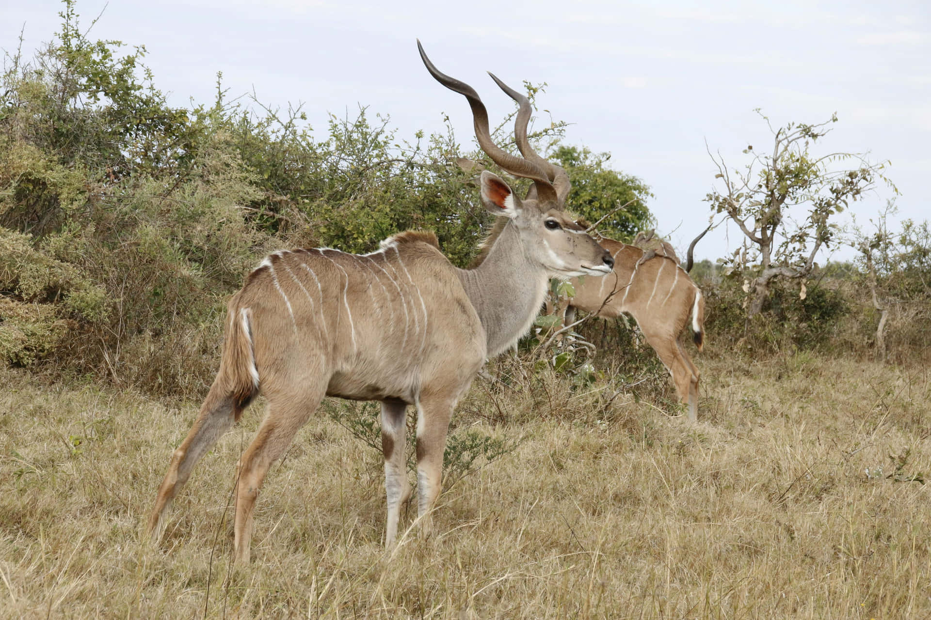 Greater Kudu Antelopesin Wild Grassland.jpg Wallpaper