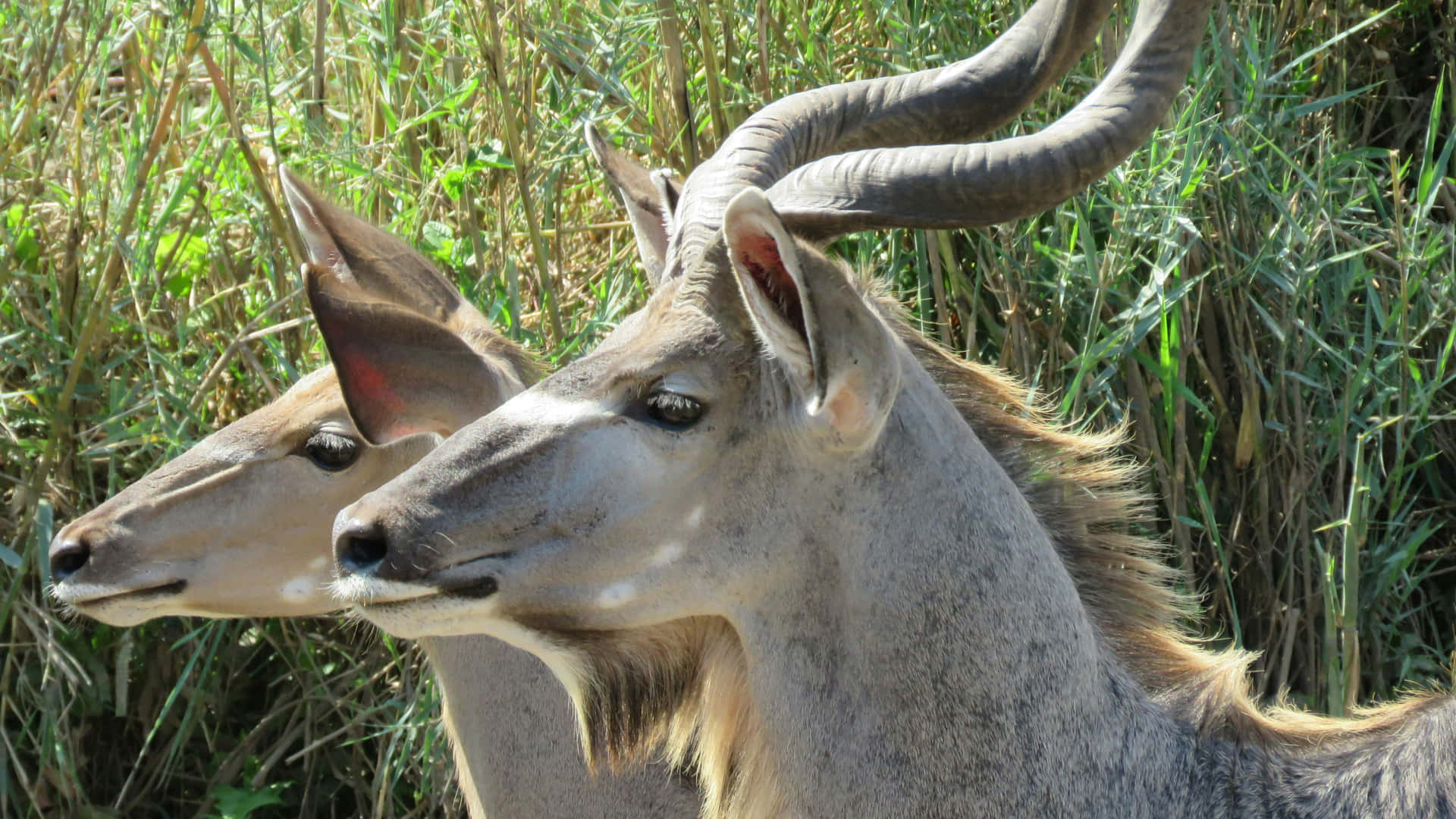 Greater Kudu Pairin Grassland Wallpaper