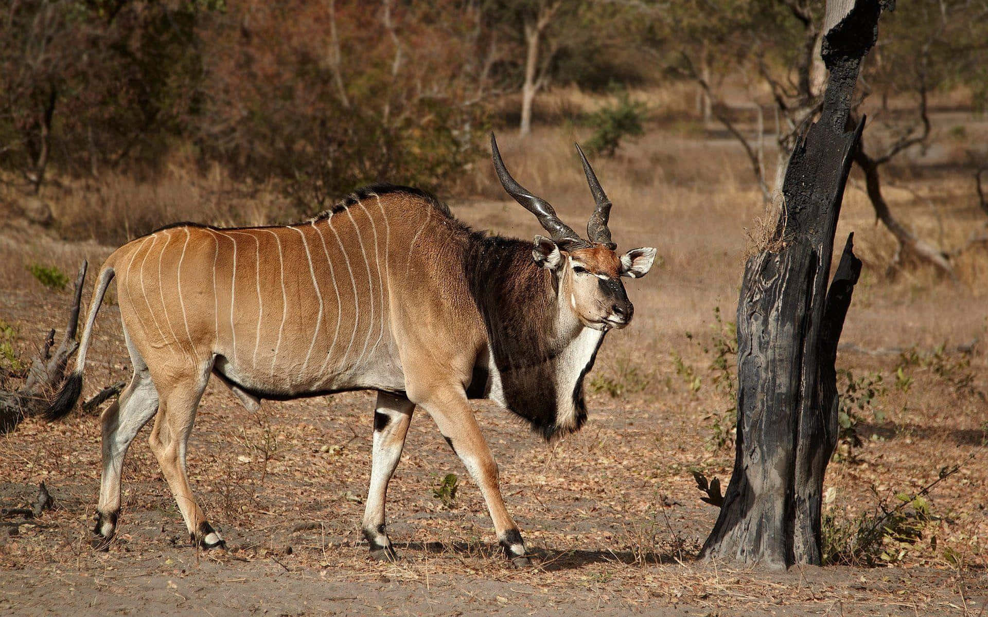 Greater Kudu Walkingin Wilderness.jpg Wallpaper