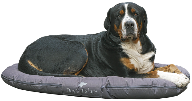 Greater_ Swiss_ Mountain_ Dog_on_ Bed PNG