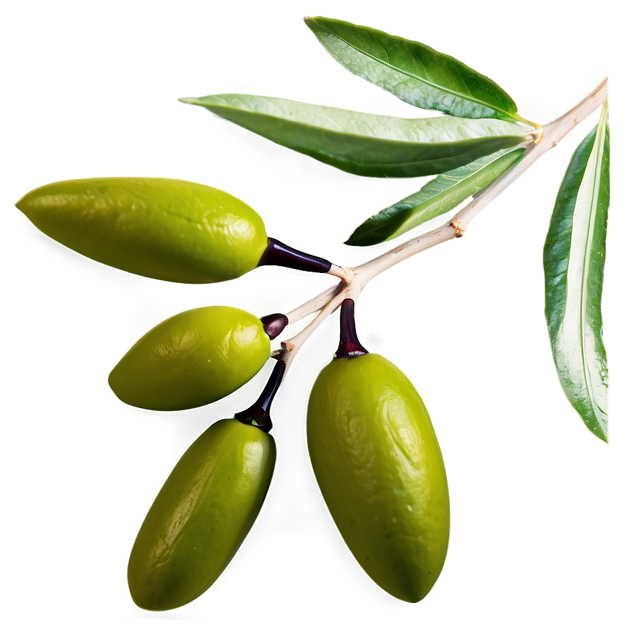 Download Greek Olive Branch Png Fwu28 | Wallpapers.com