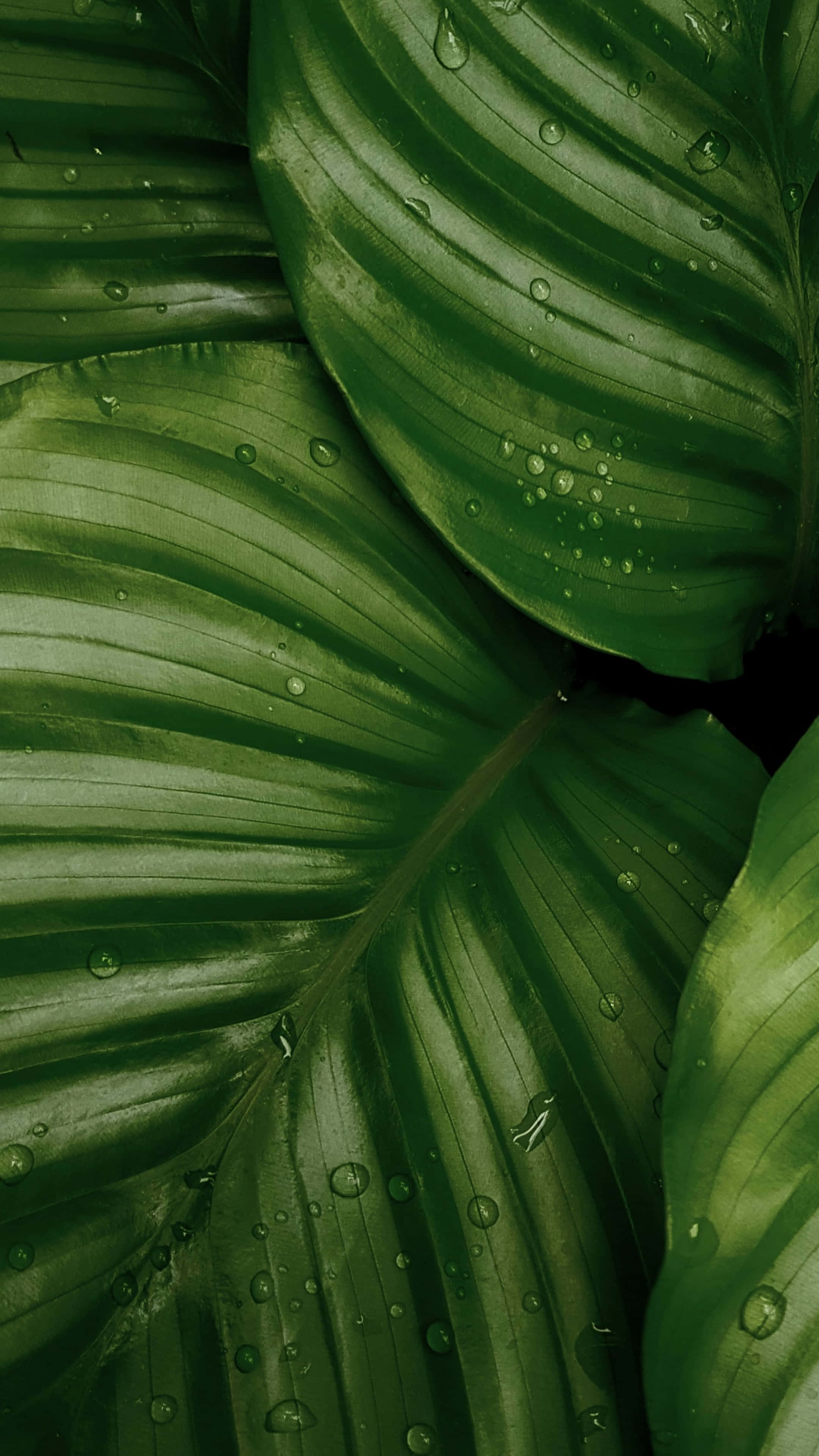 Green 2160 X 3840 Background