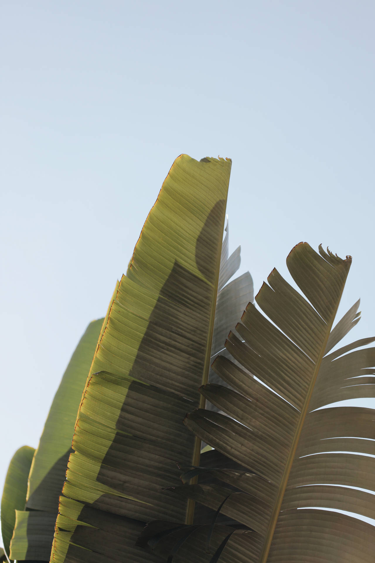 Refresh your space with the vibrant green hues of banana leaves. Wallpaper