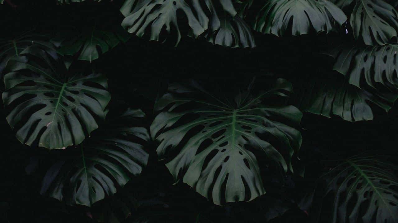 Green Aesthetic Desktop Plant Leaves Wallpaper