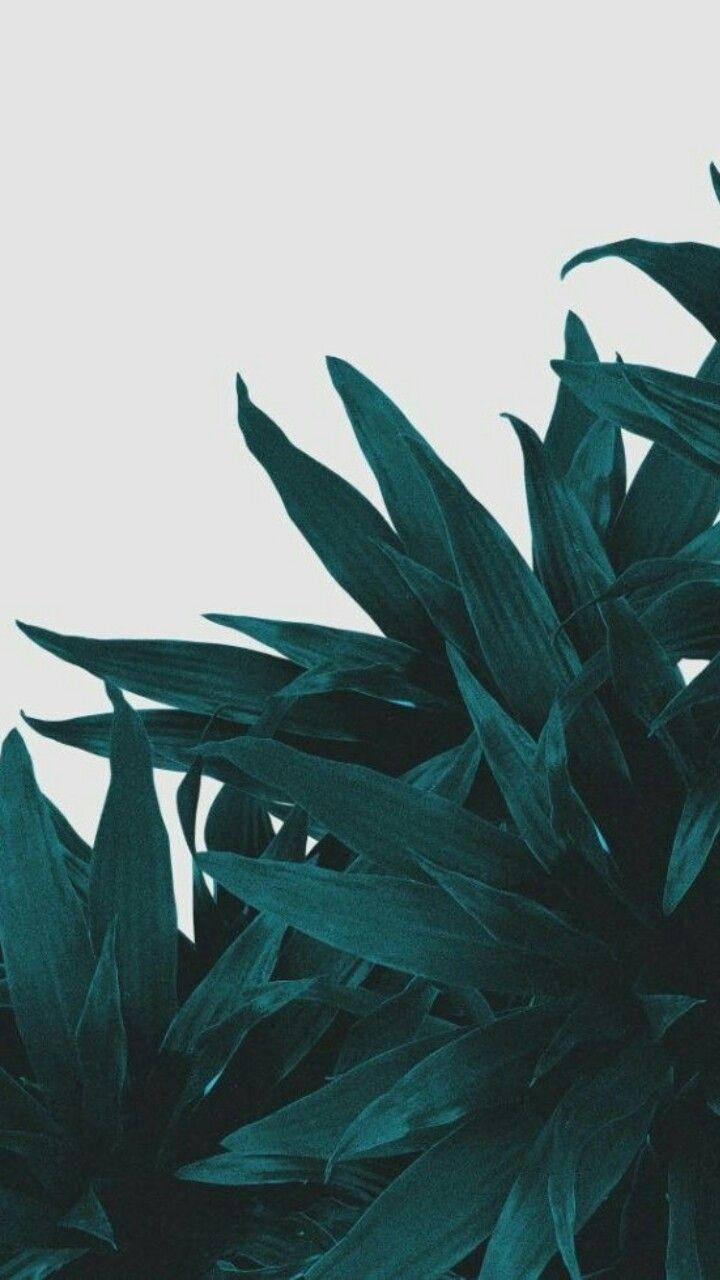 unlock the beauty of nature with green aesthetic iPhone Wallpaper