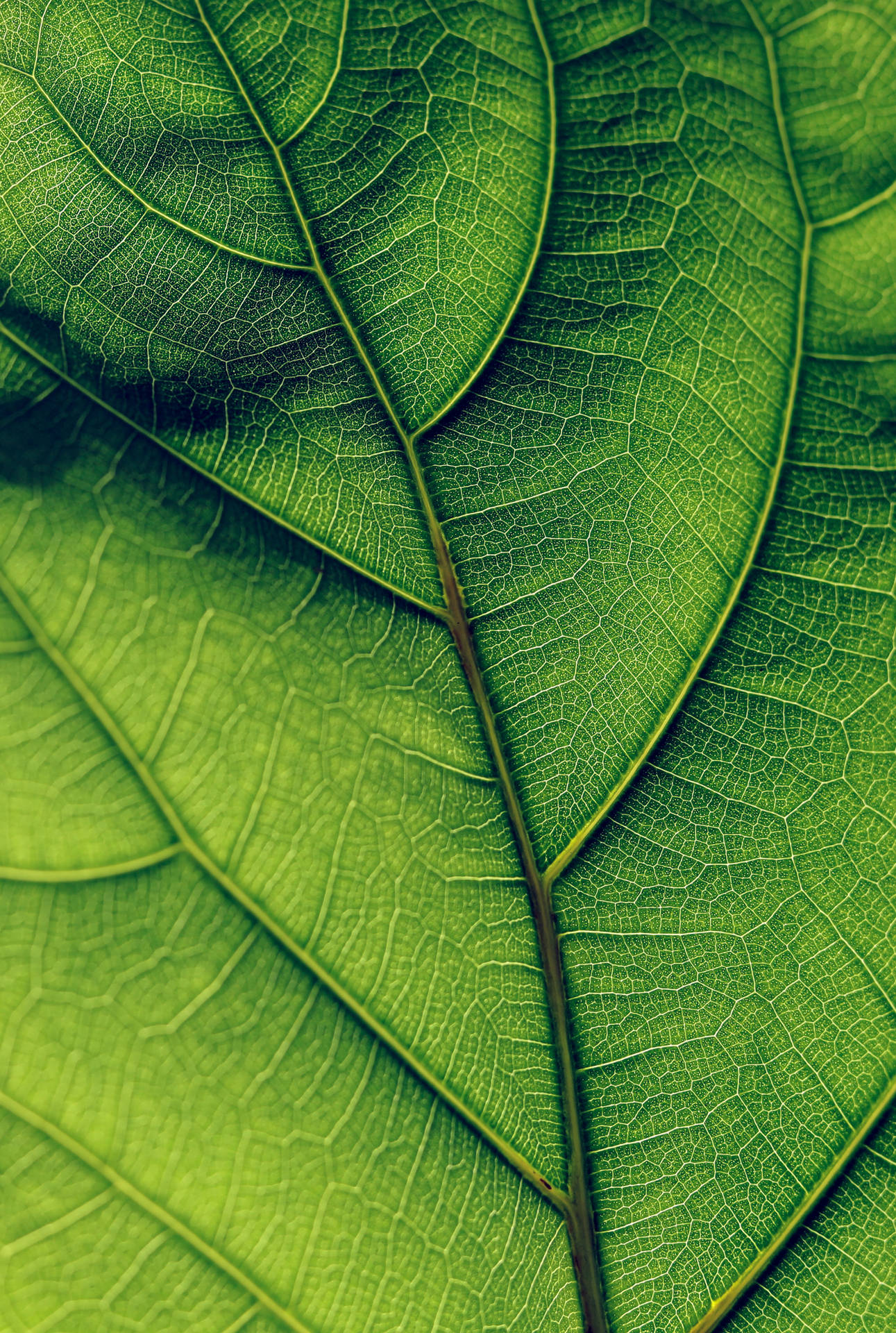 A close-up of a leaf in lush green tones Wallpaper