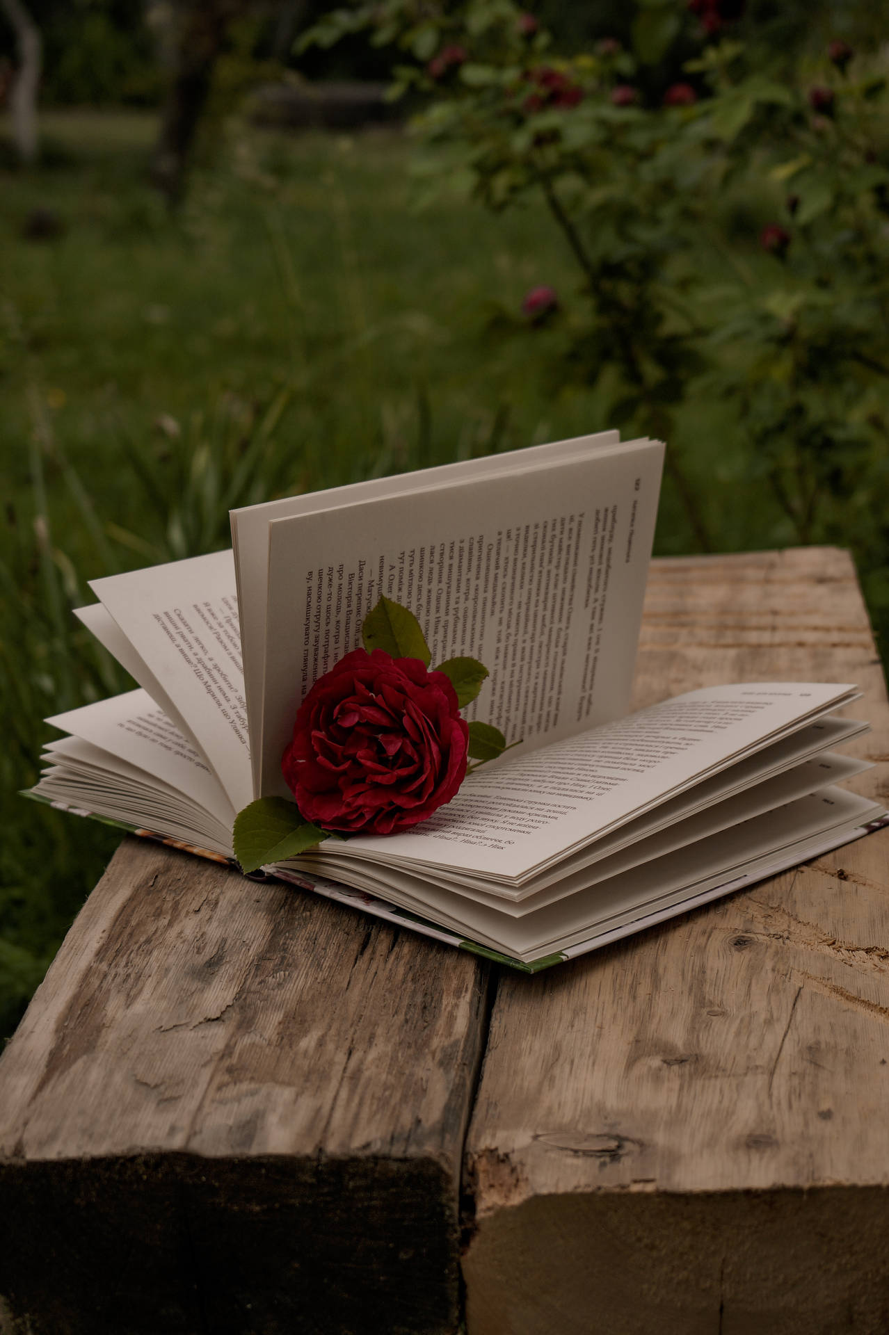 Reveal the beauty within: An open book with a rose sits on a green aesthetic background. Wallpaper