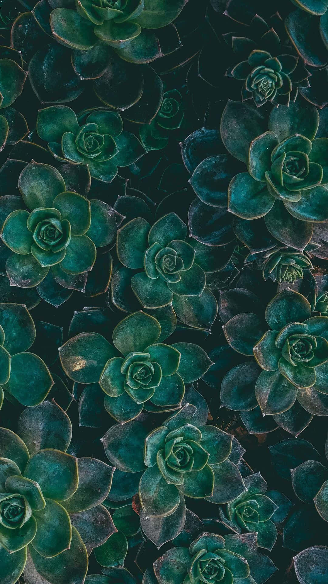 Green Aesthetic Succulent Picture