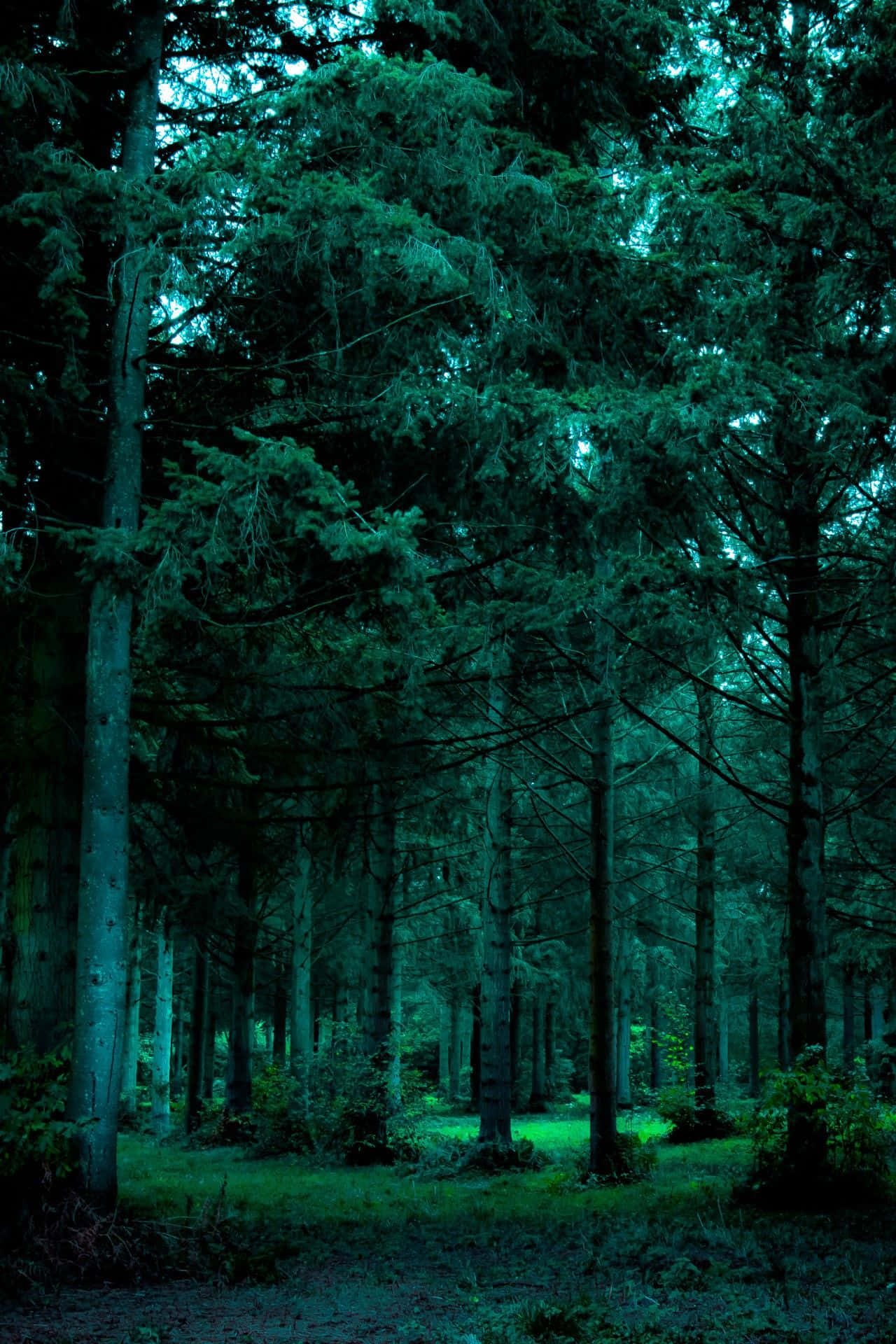 Grünesästhetisches Waldbild