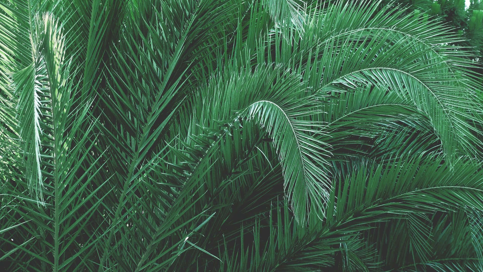Green Aesthetic Palm Leaves Picture