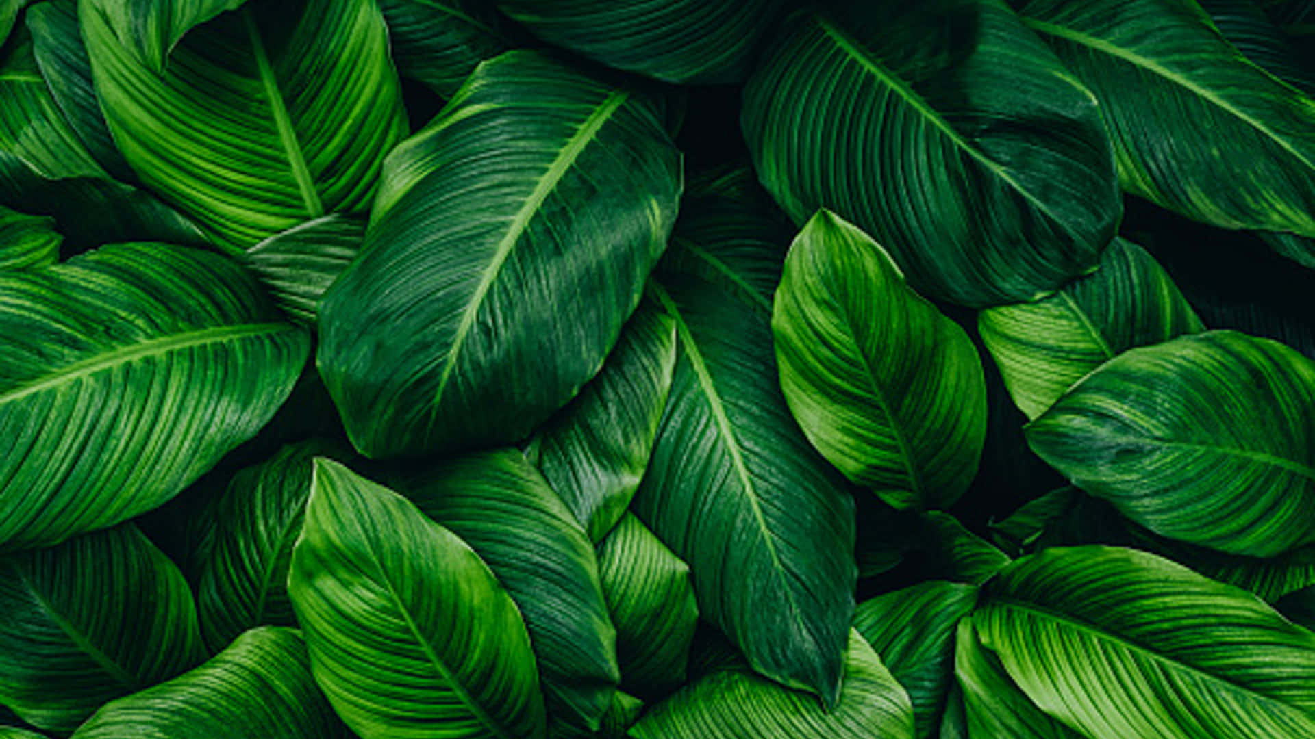 Dark Green Aesthetic Leaves Picture