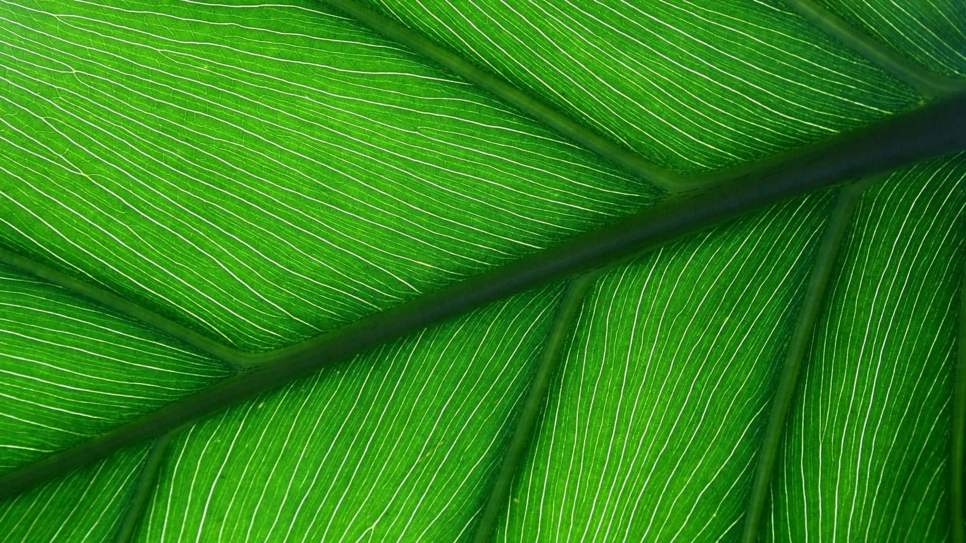 Imagende Detalle Principal De Estilo Estético Verde