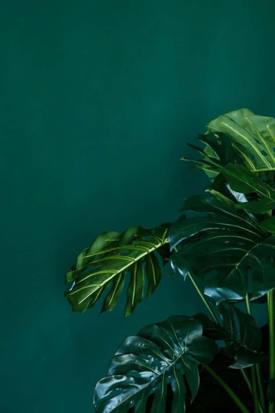 Green Aesthetic Leaves Picture