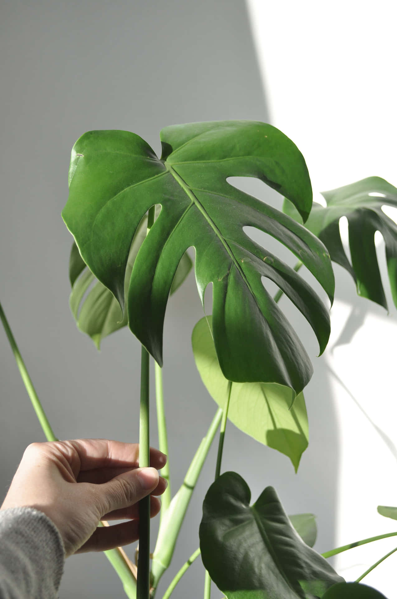 Green Aesthetic Swiss Cheese Plant Picture