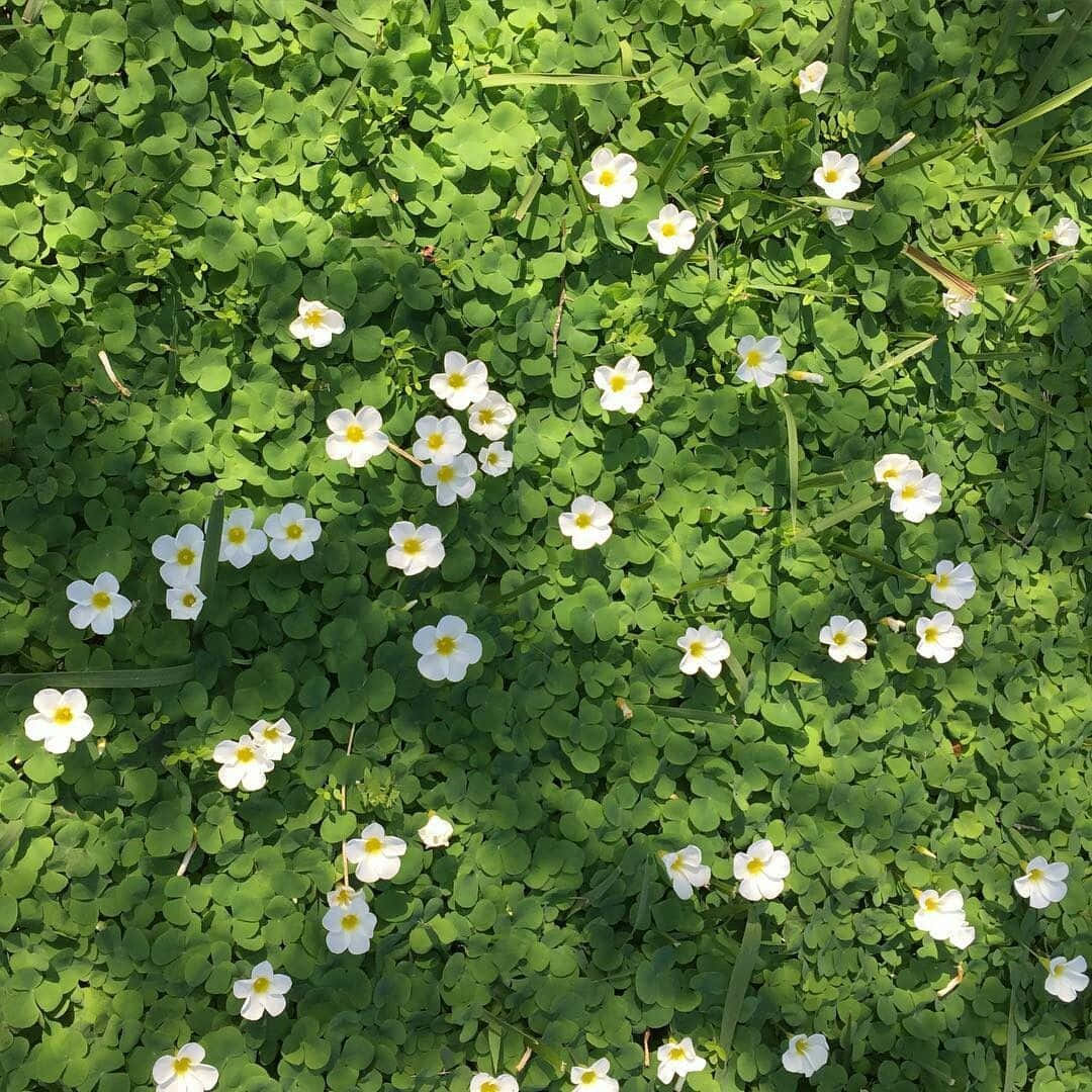 Grünesästhetisches Bild Mit Weißen Blumen