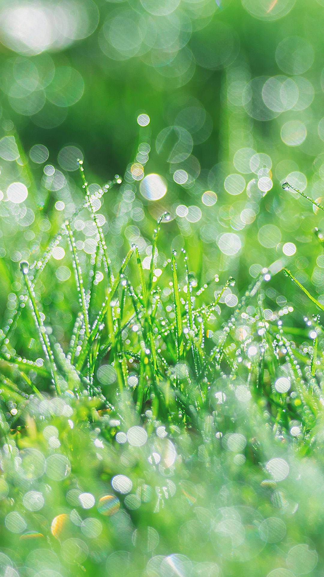 Green Aesthetic Tumblr Grass Dew