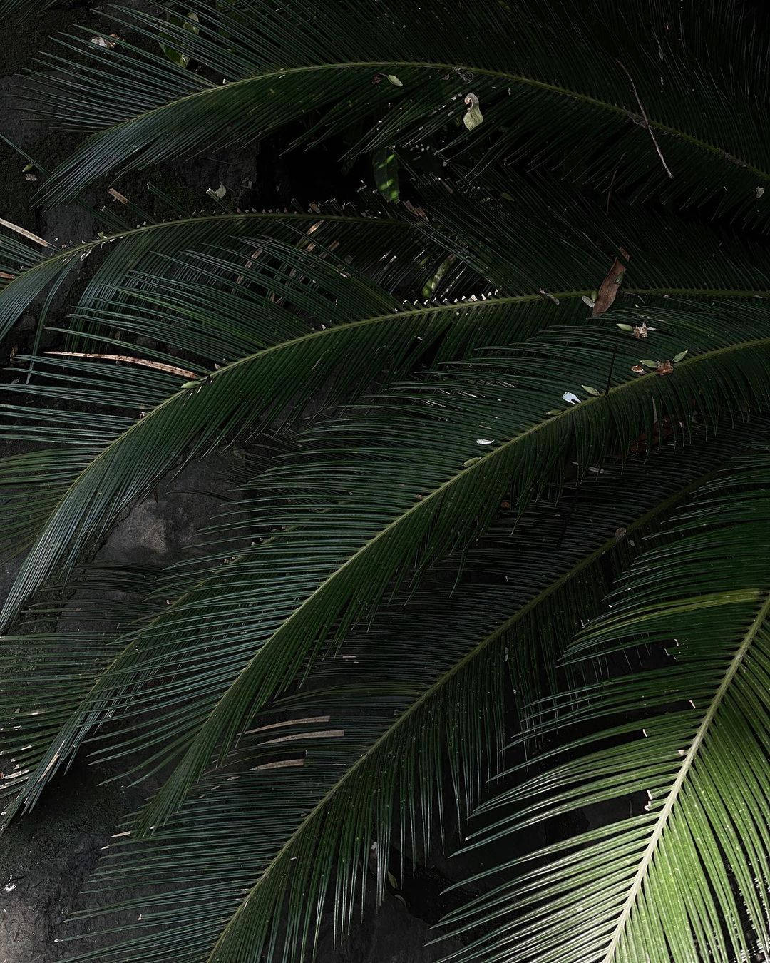 Green Aesthetic Tumblr Palm Leaves Wallpaper