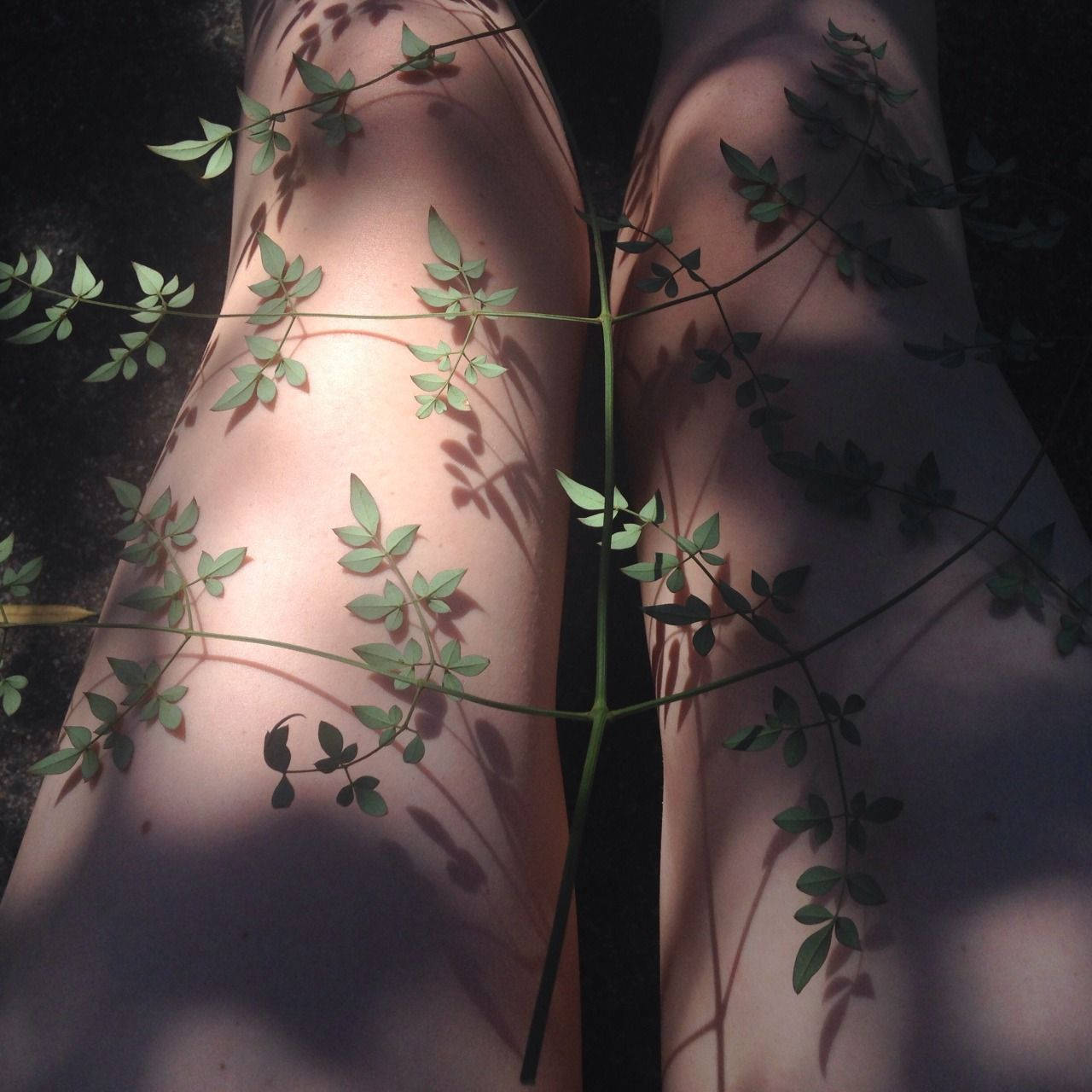 Green Aesthetic Tumblr Sunlight And Leaves Wallpaper